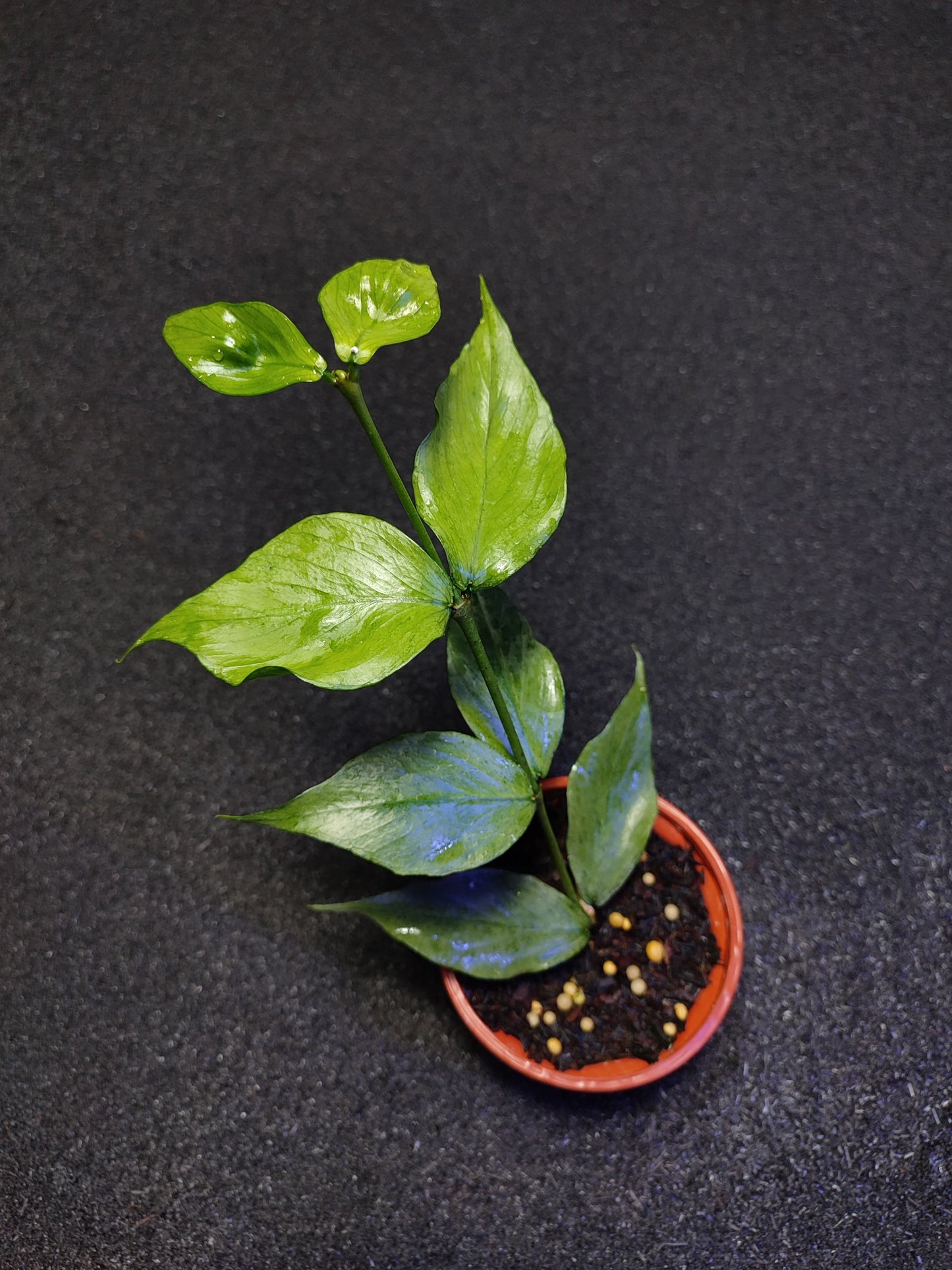 Hoya Polyneura Broget