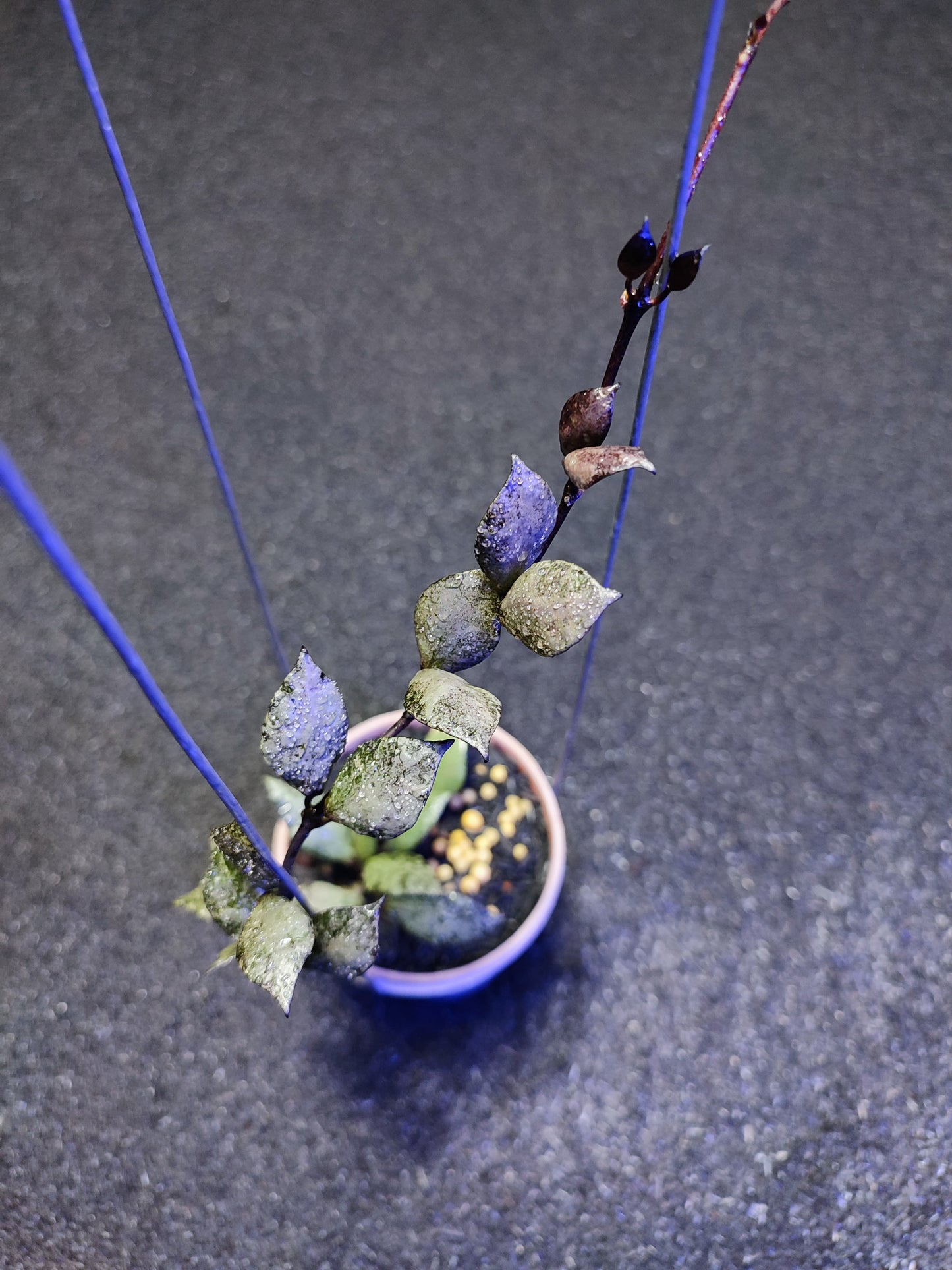 Hoya Lacunosa Violet