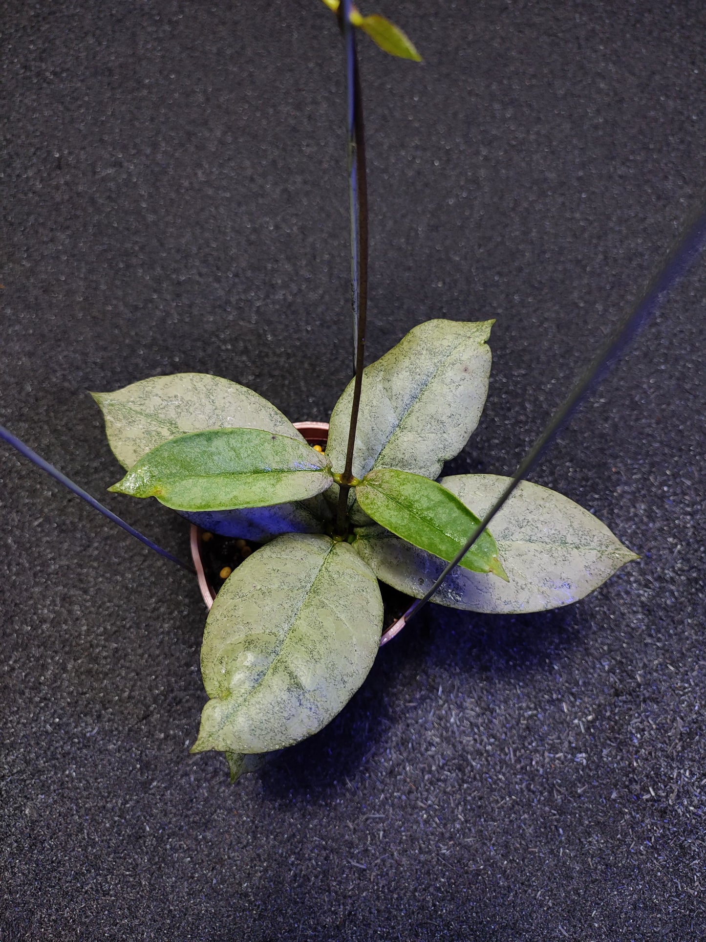 Hoya Mitrata Silver Kapuas