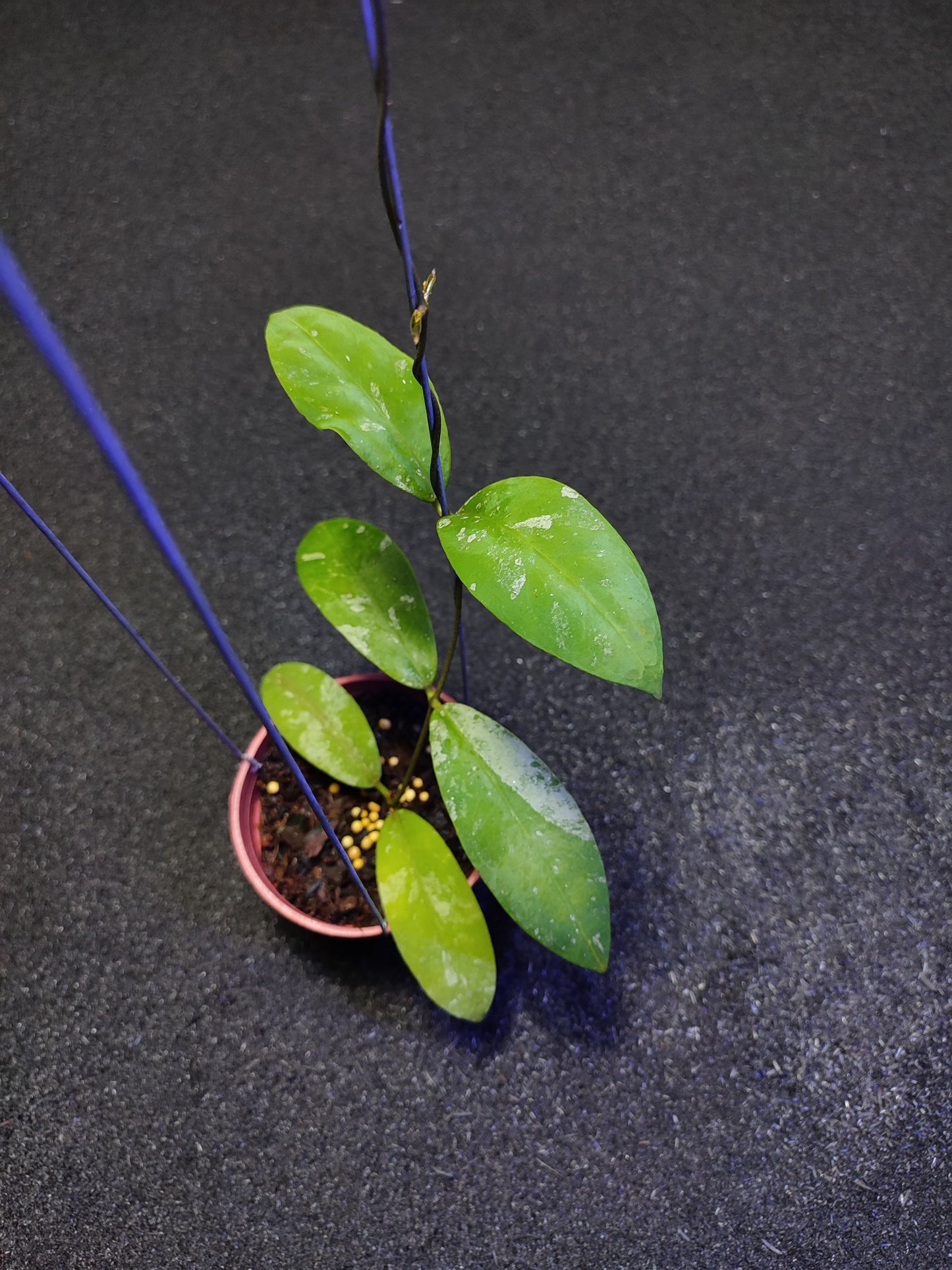 Hoya Fauziana ssp Fauziana