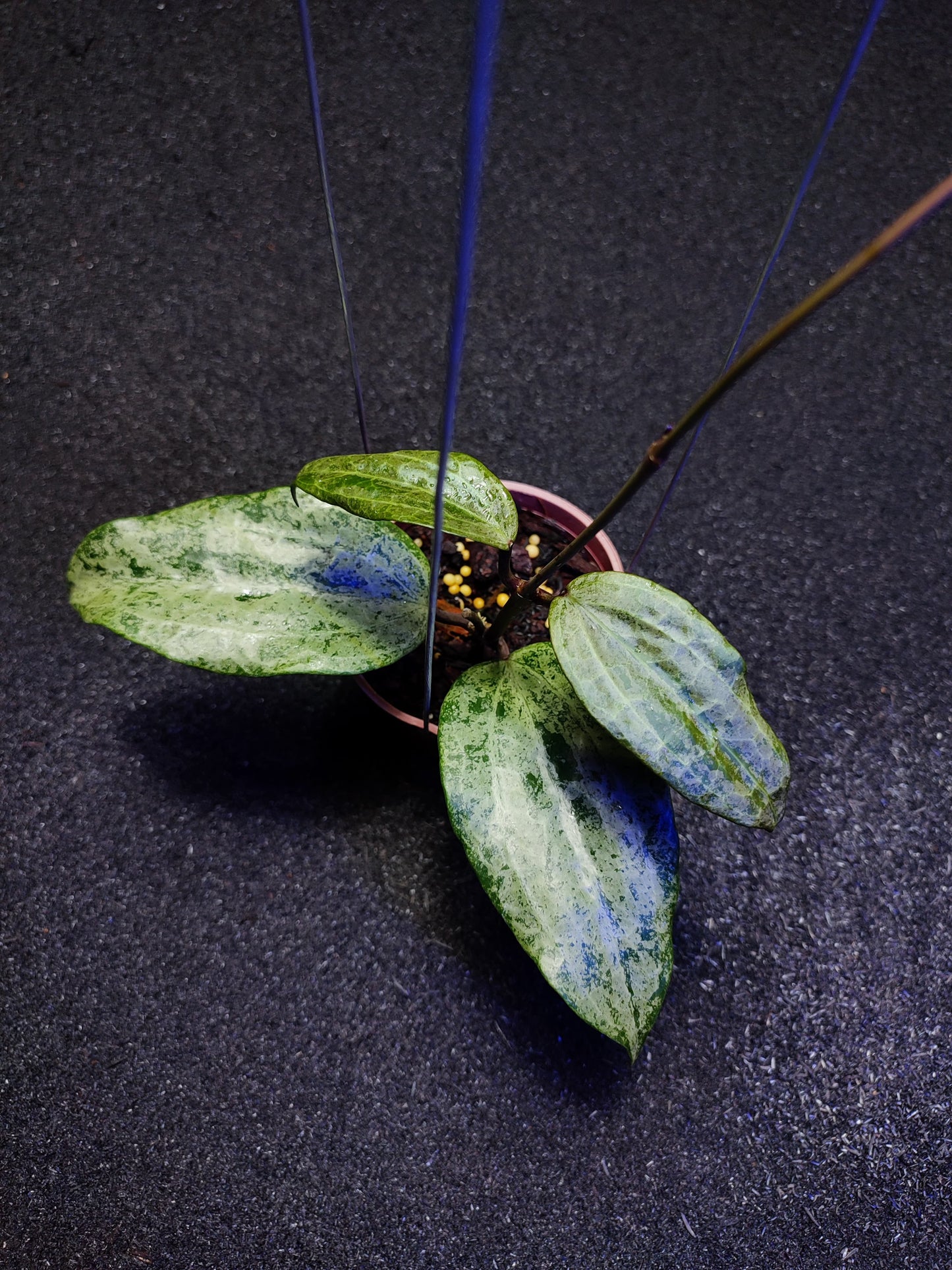 Hoya Macrophylla High Splash