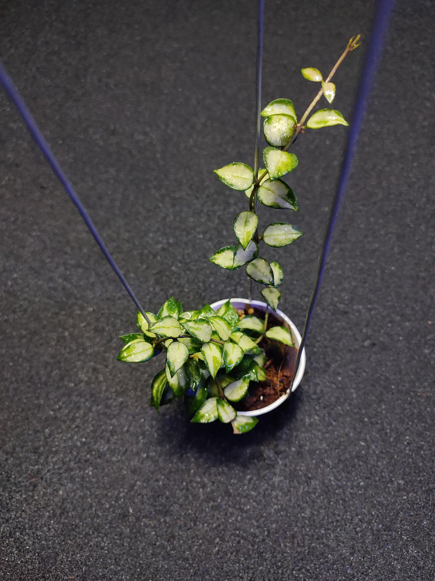 Hoya Lacunosa Tricolor Bruno