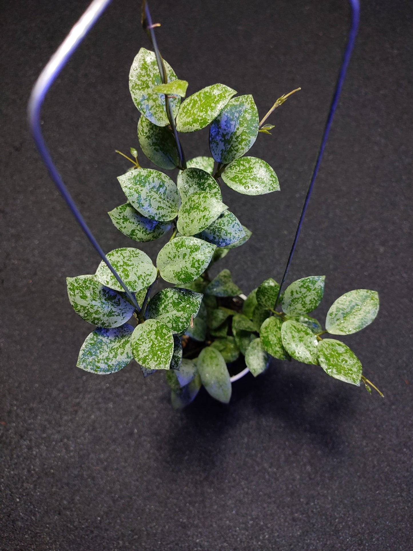 Hoya Lacunosa Silver Lime Coin