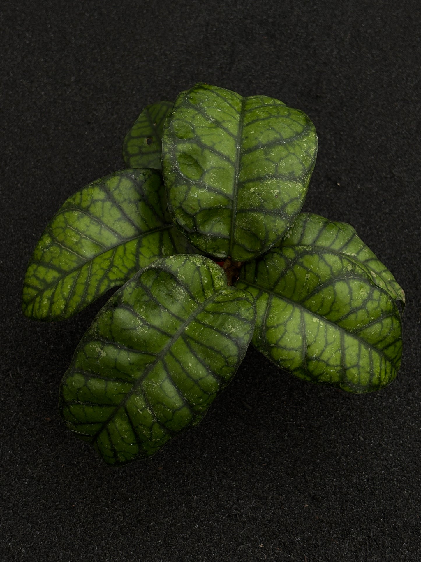 Hoya Callistophylla Obsidian