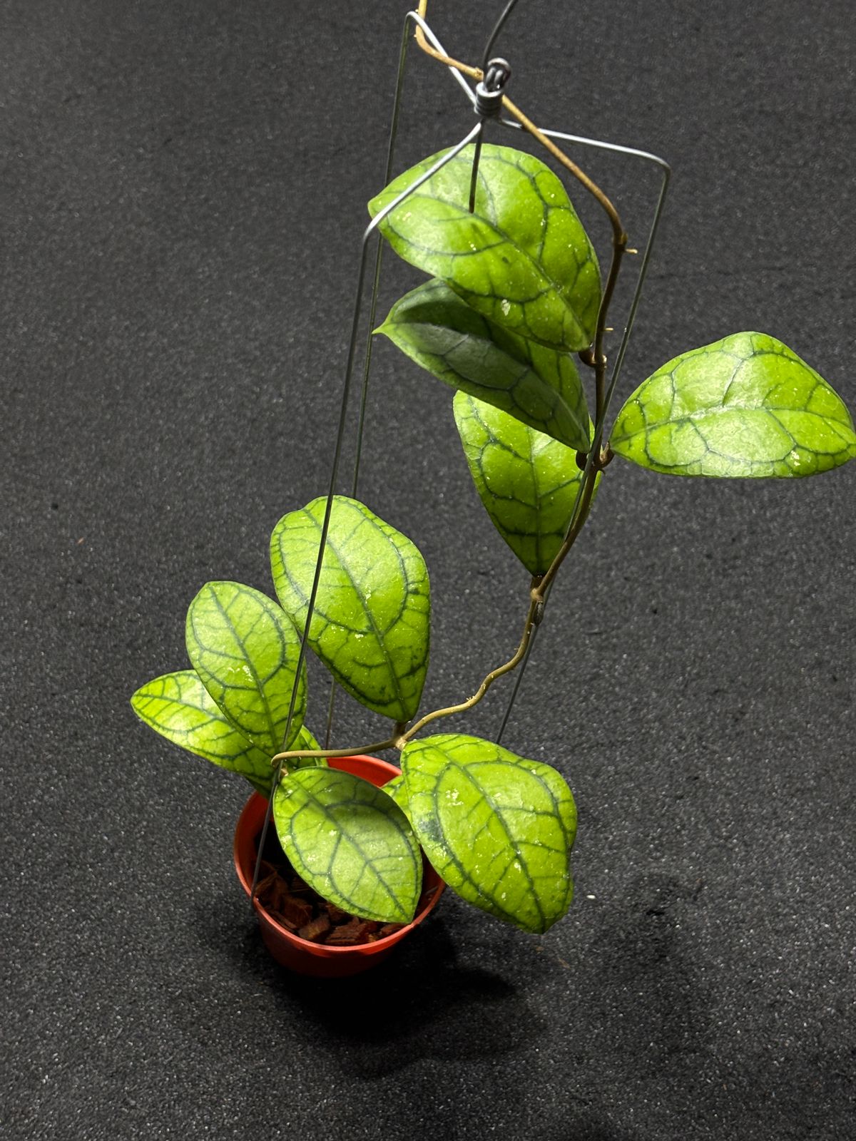 Hoya Callistophylla Vena