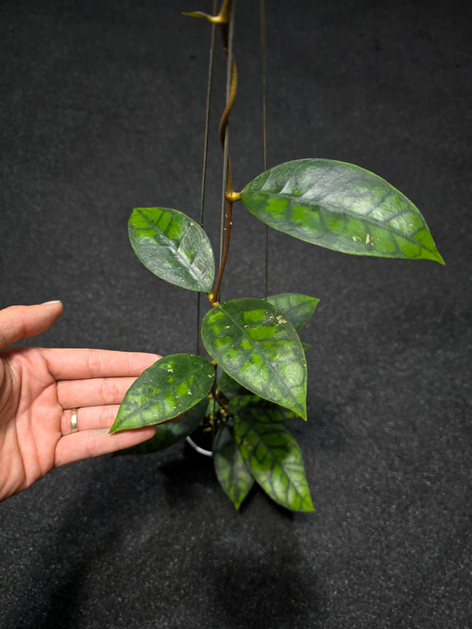 Hoya Callistophylla Black Cat