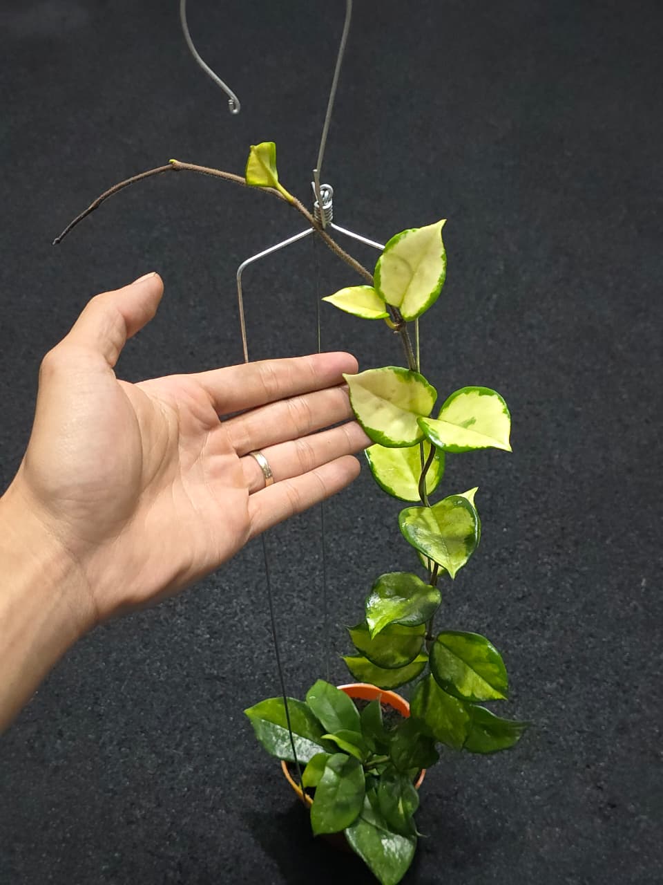 Hoya Carnosa Freckless Variegated