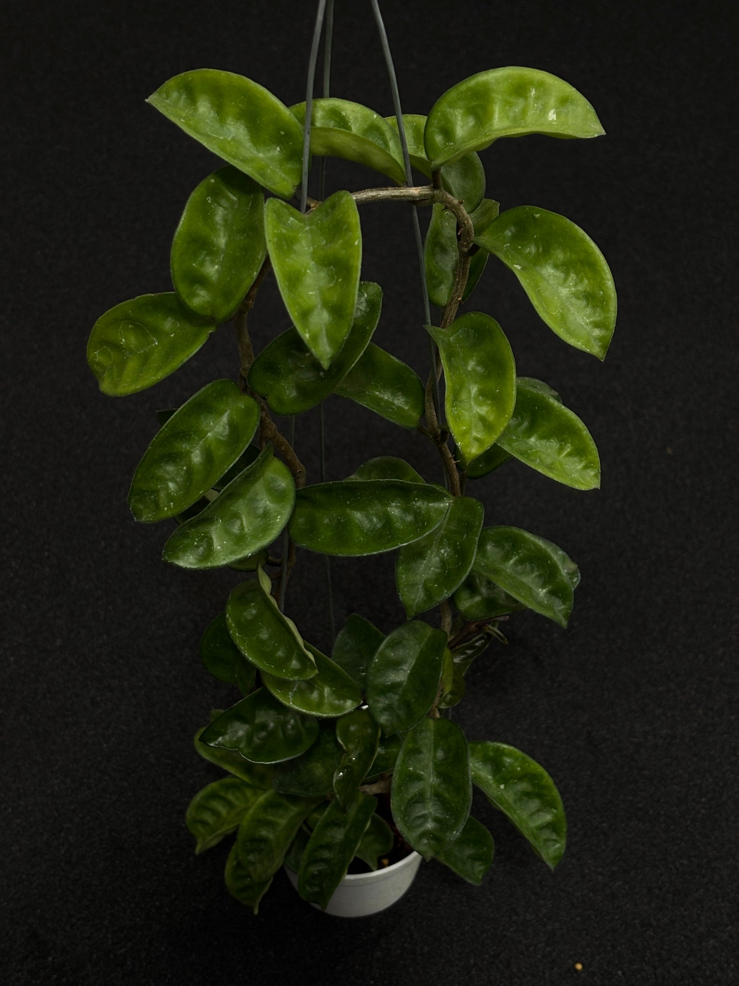 Hoya Carnosa Krinkle 8 Round