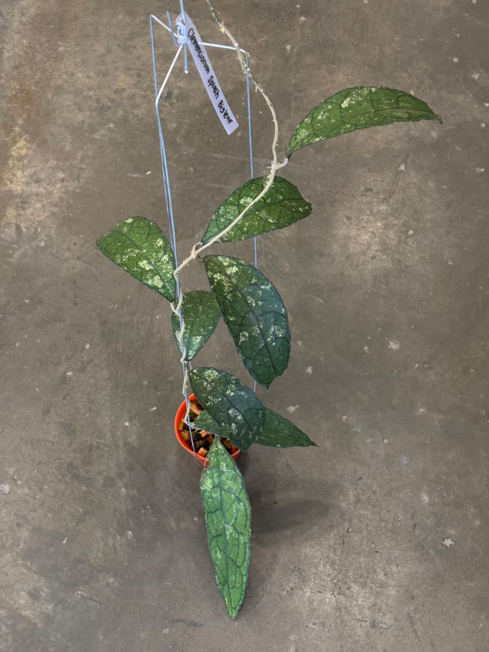 Hoya Clemensiorum Splash (Aceh)