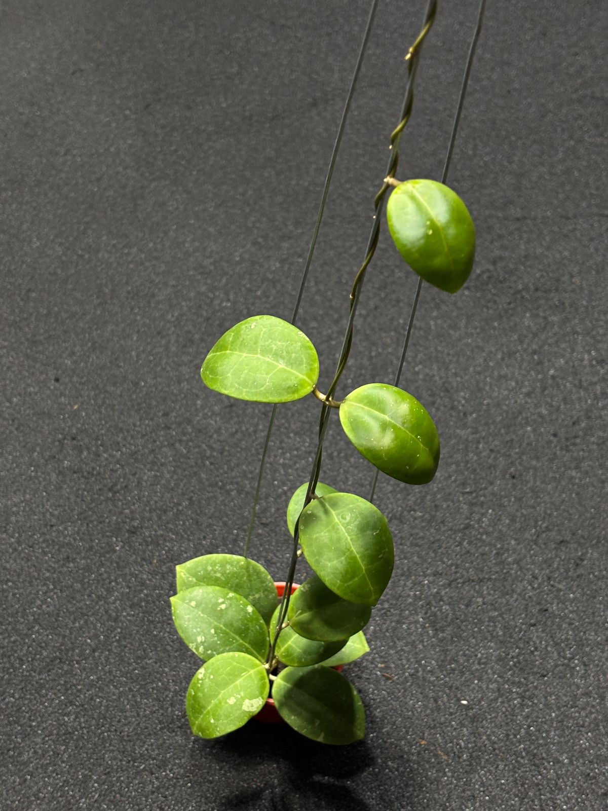 Hoya Dolichosparte Turtle