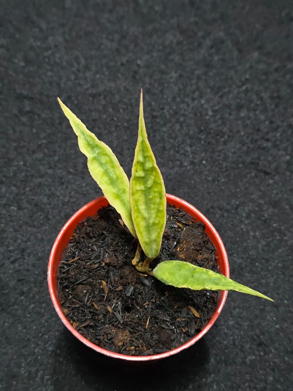 Hoya Dragon Sword Mint