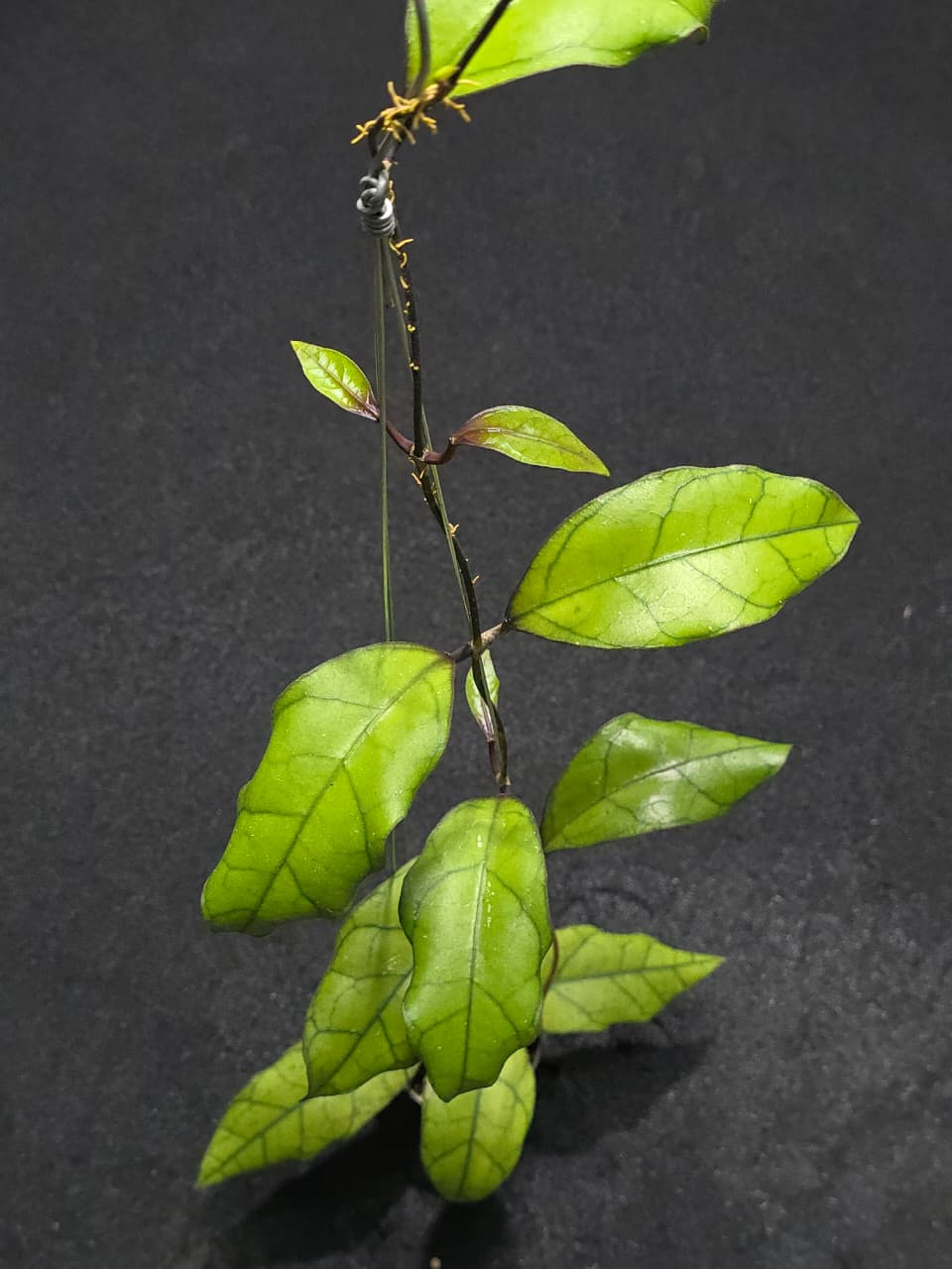 Hoya Finlaysonii Blackleaf