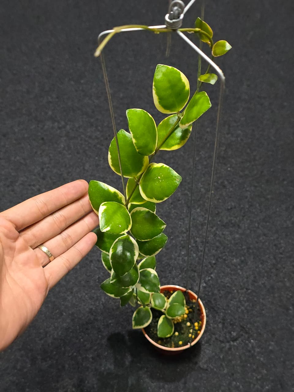 Hoya Lacunosa Palta