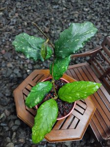 Hoya Sp Takengon