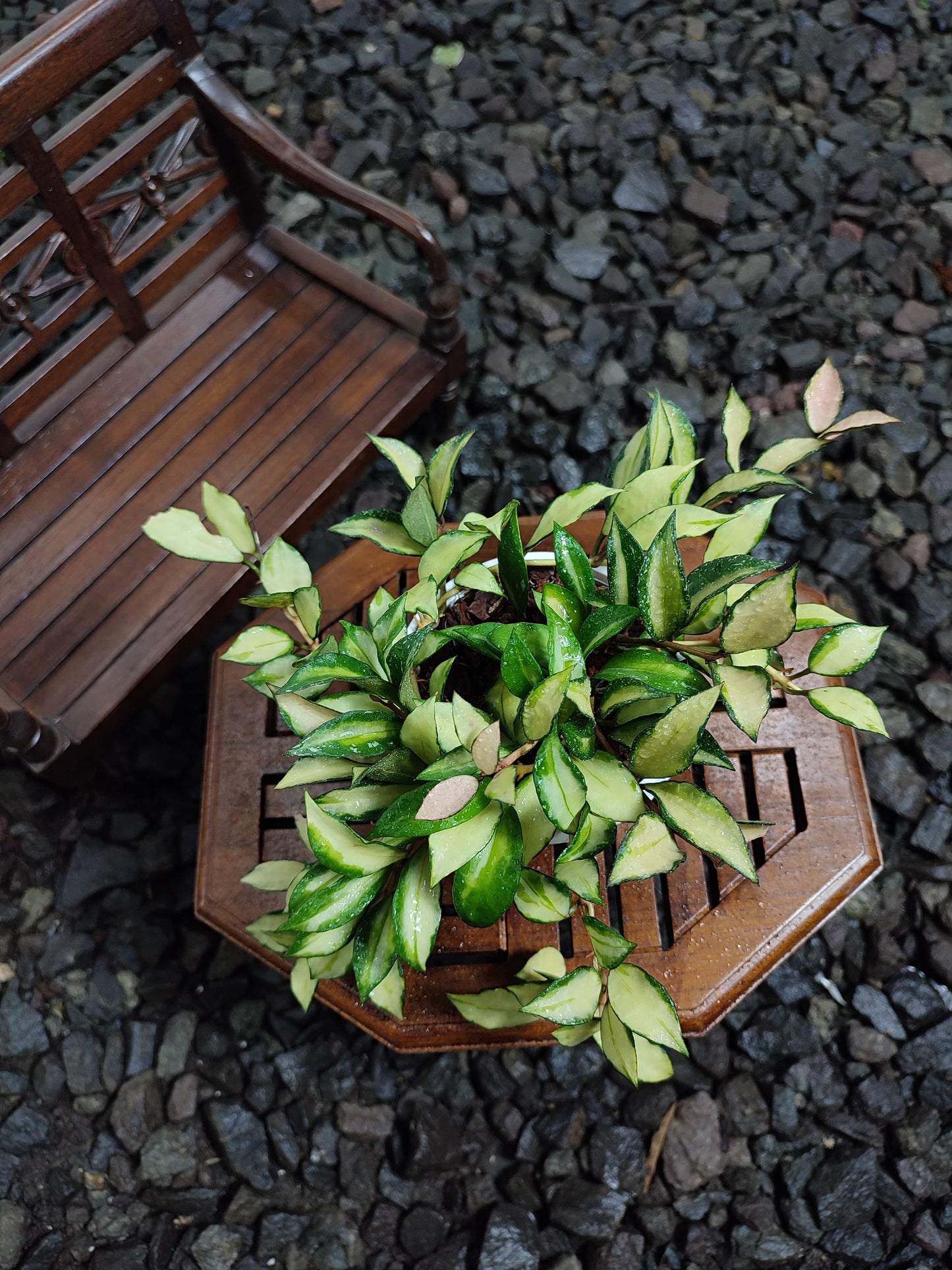 Hoya Lacunosa Inner Var Souma