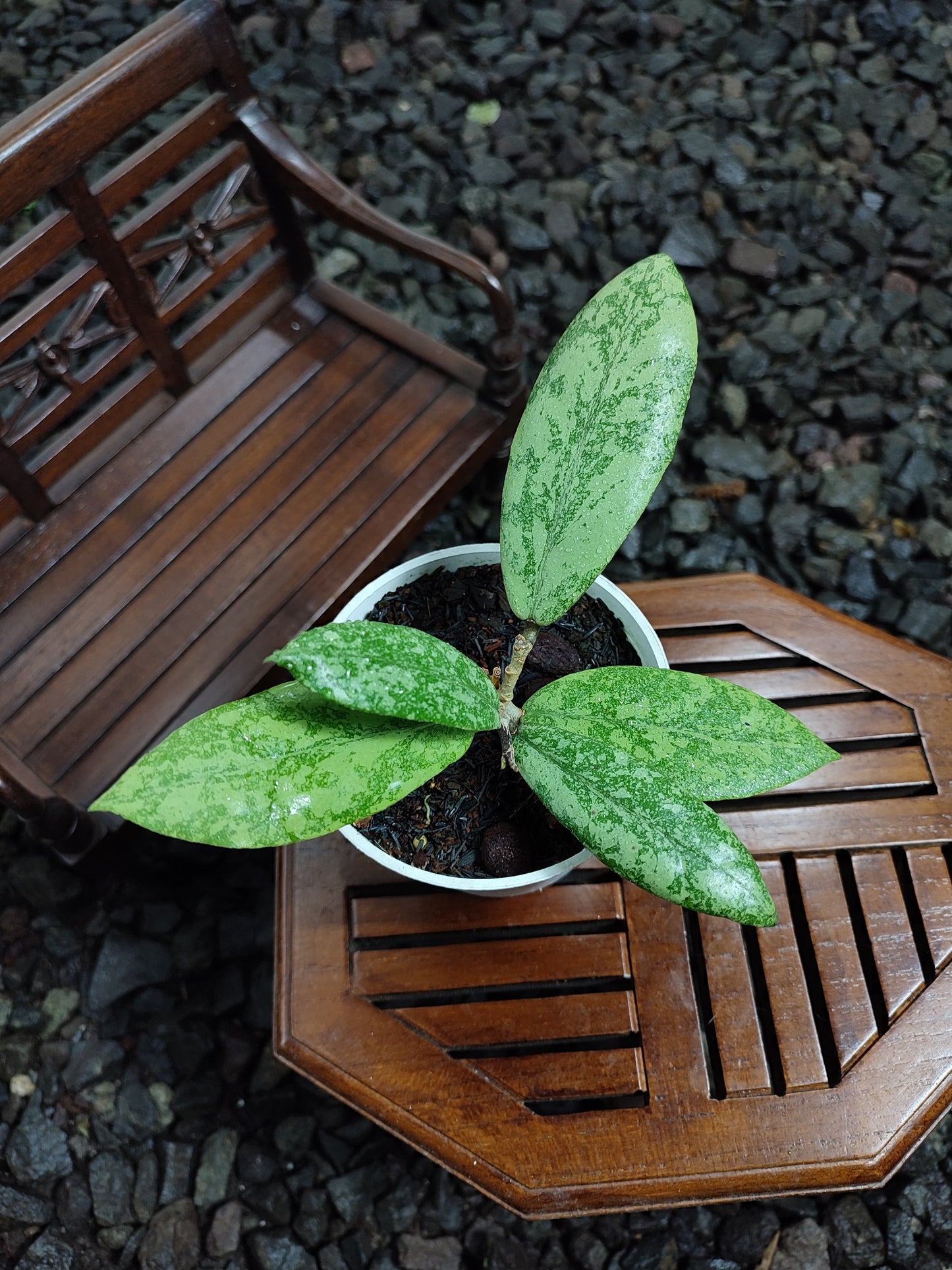 Hoya FInlaysonii Silver