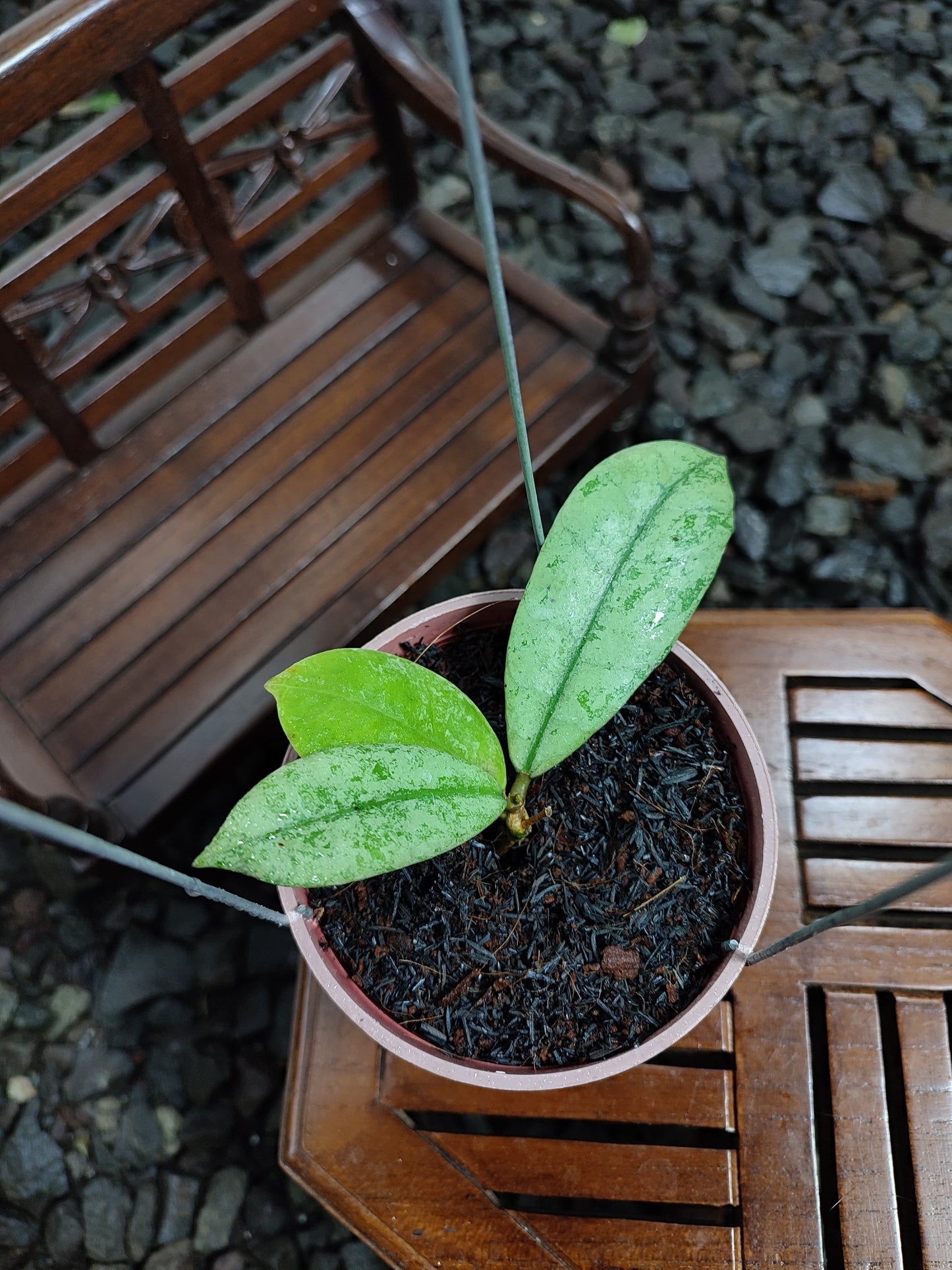 Hoya Slm04 Silver