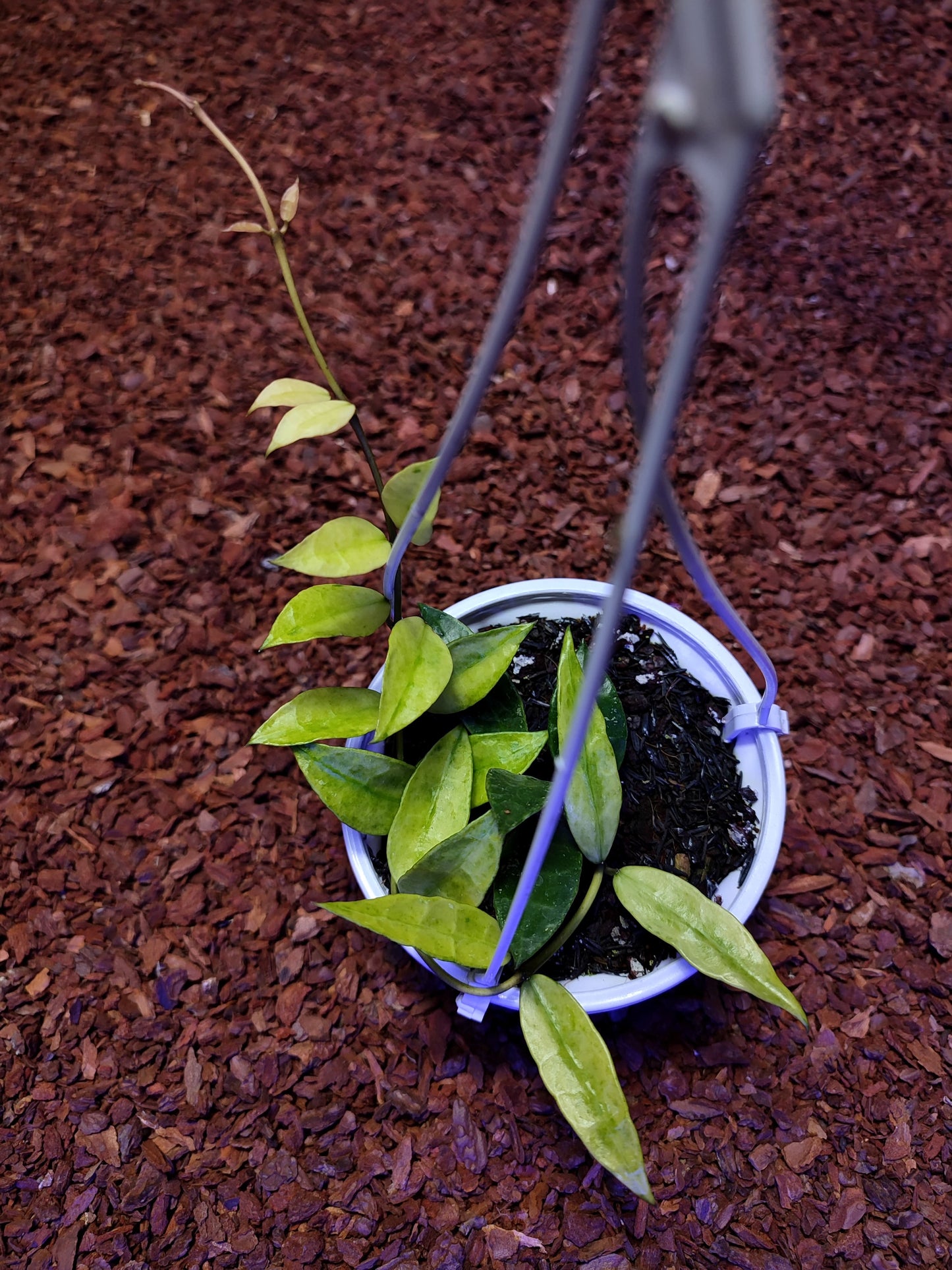 Hoya Lacunosa Var Yellow