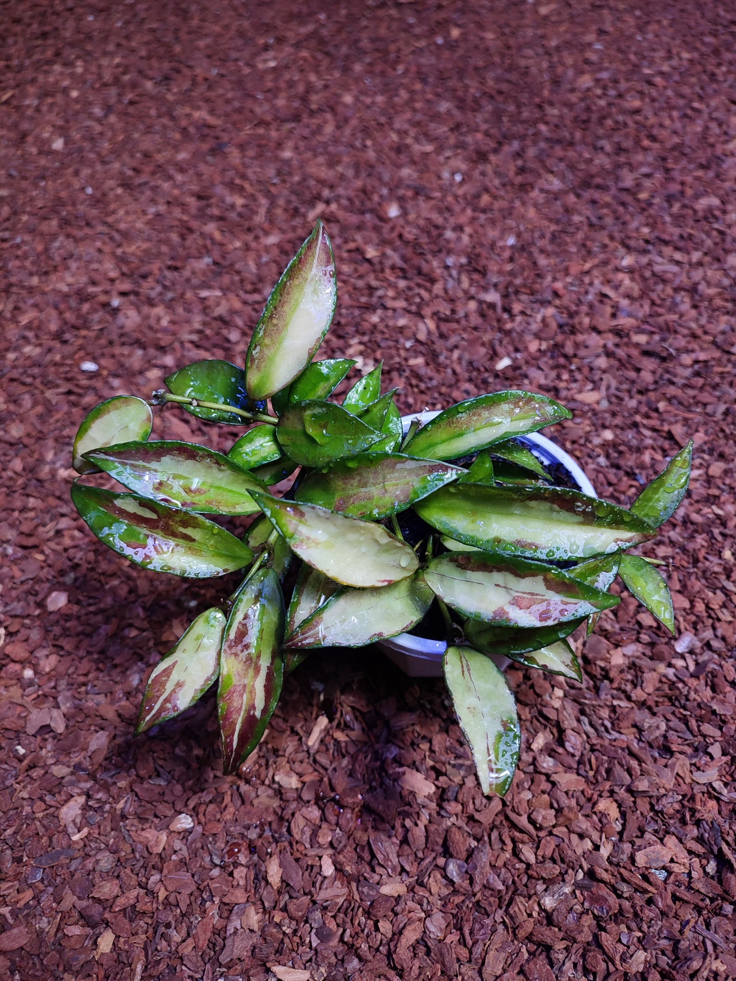 Hoya Lacunosa Var Tricollor Red Leaf