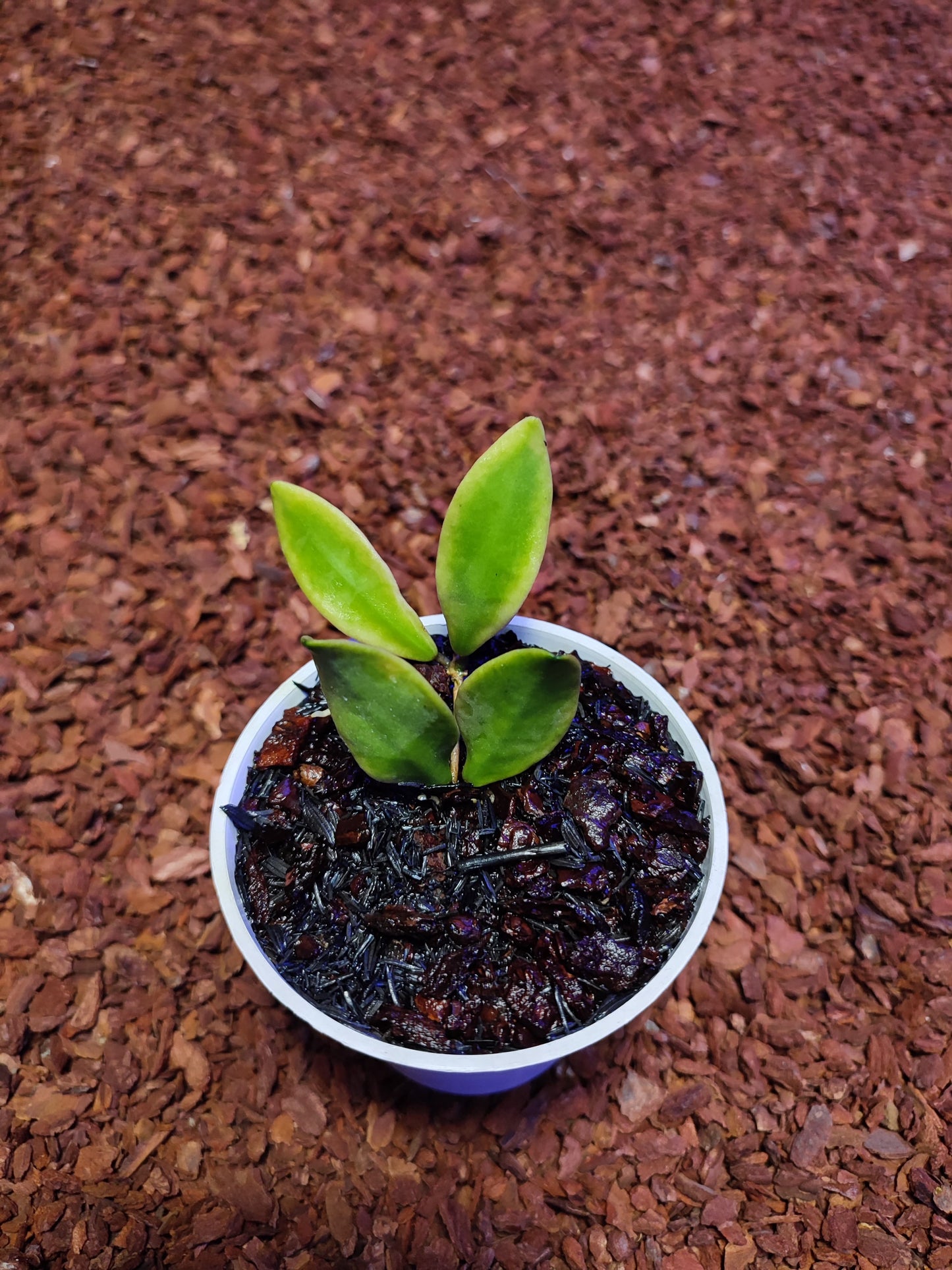 Hoya DS70 OuterVar (Experimental Plant)