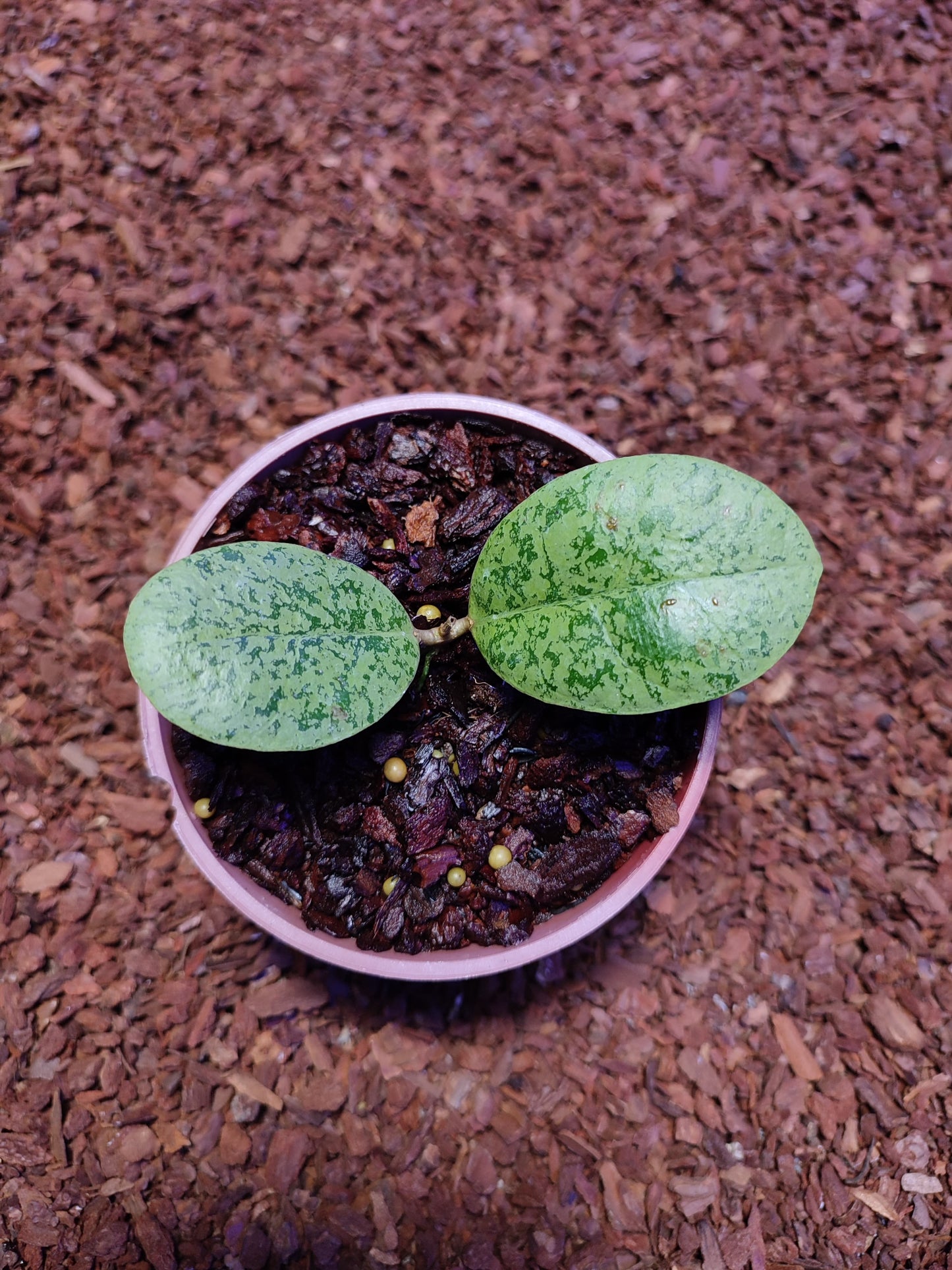 Hoya Sp Kapuas Hulu Round Leaf