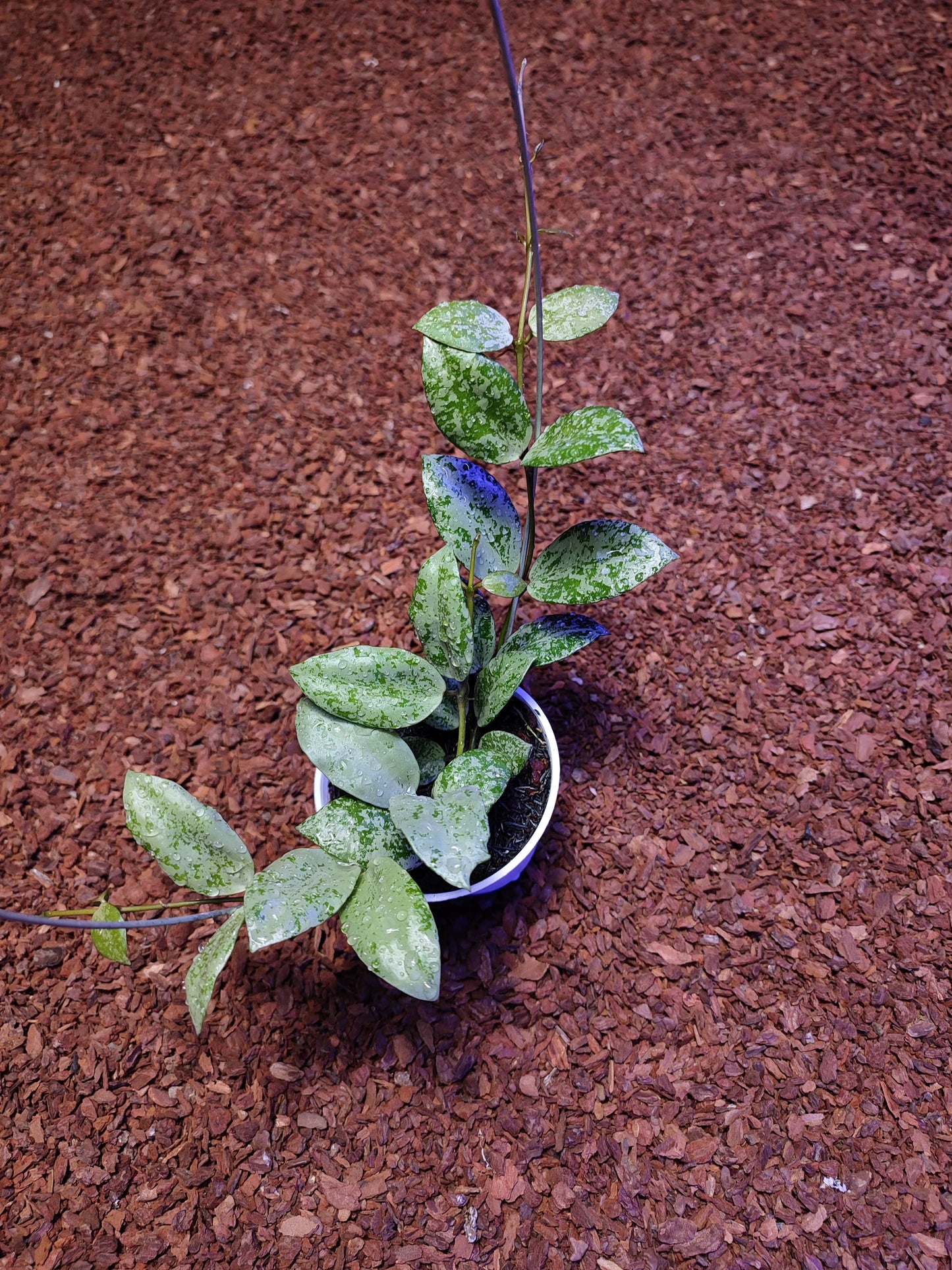 Hoya Lacunosa Silver Lime Coin
