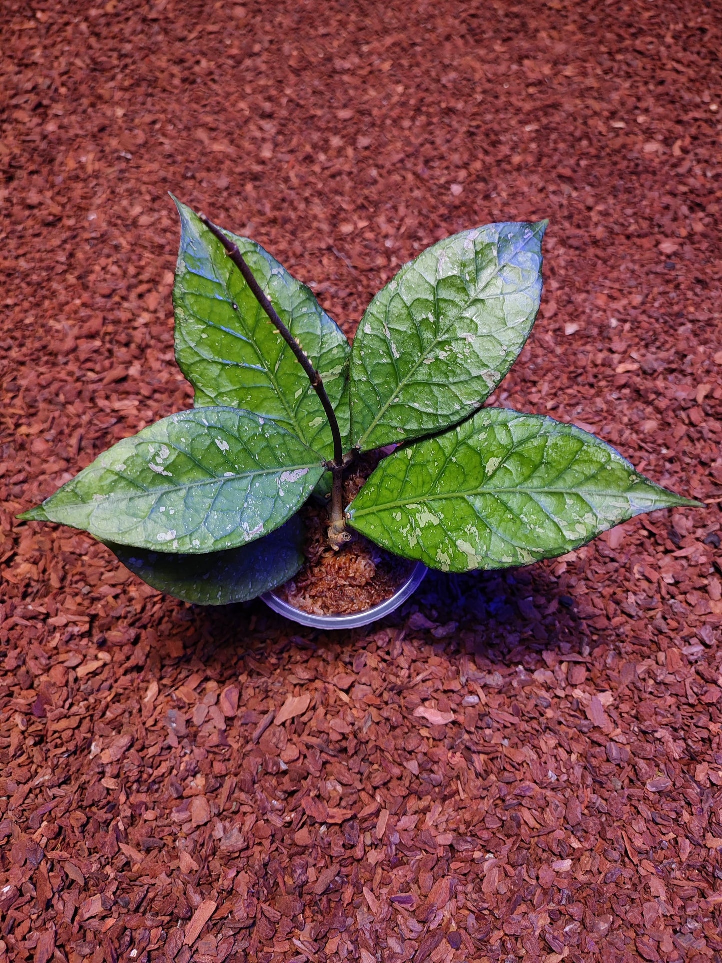 Hoya Sp Aceh Rare Pattern