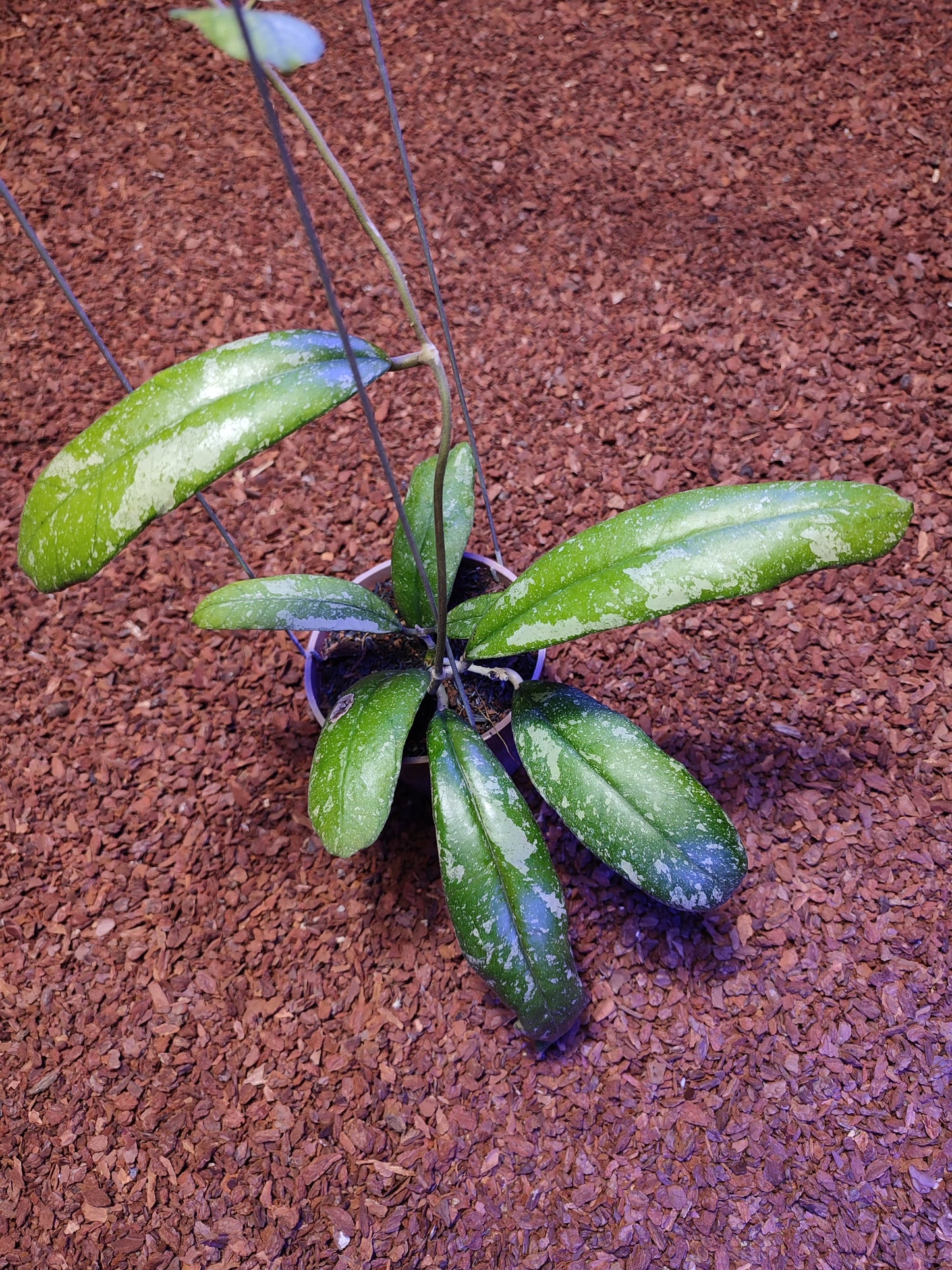 Hoya New Species Kalimantan (No Id)