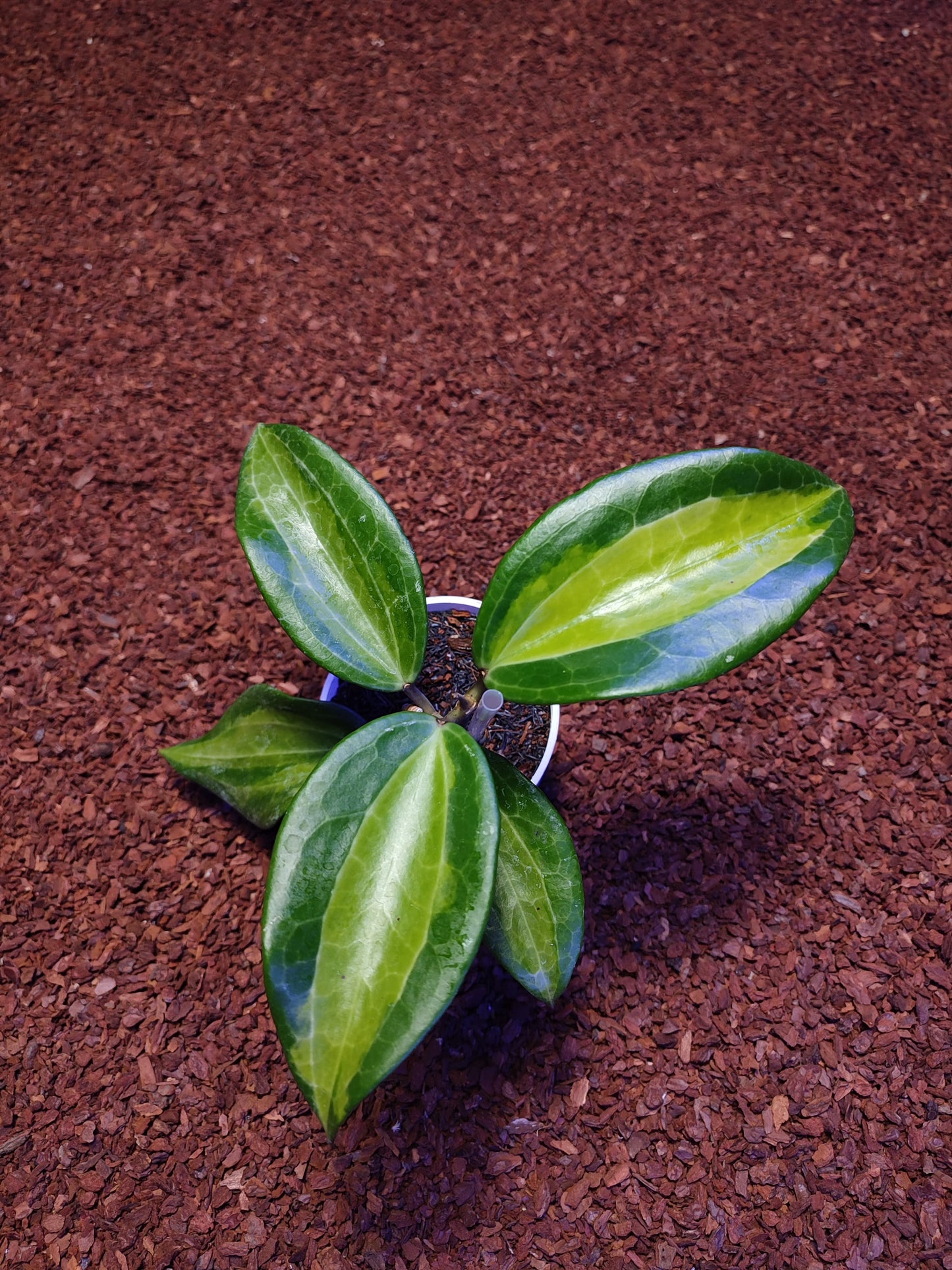 Hoya Macrophylla Greenish Inner Var