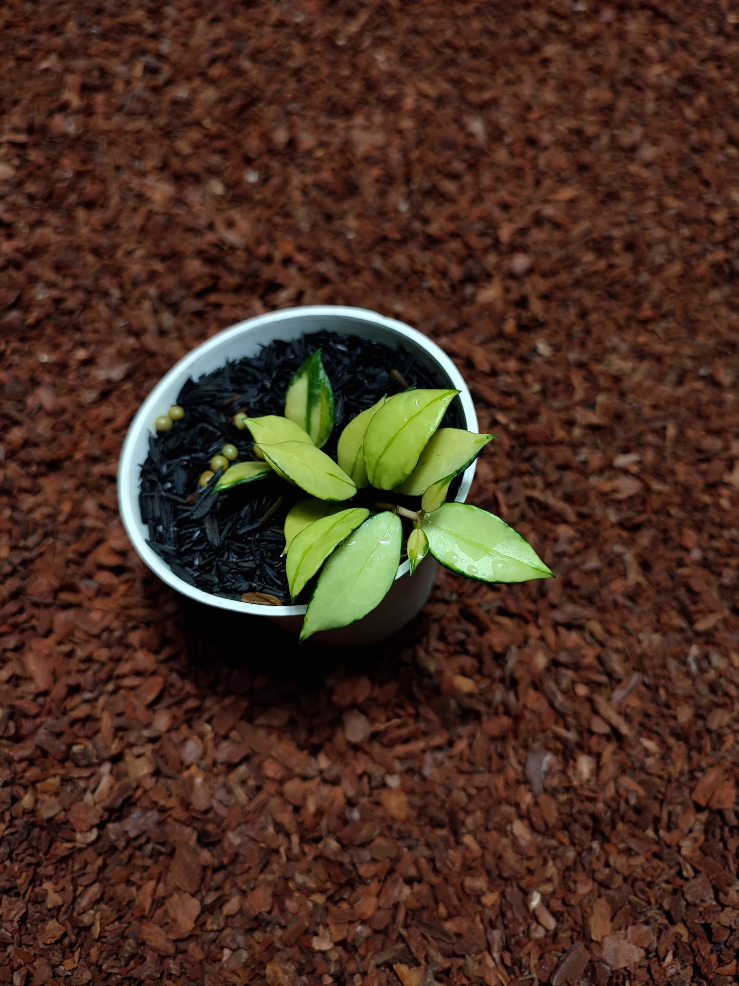 Hoya Lacunosa Var Plátano