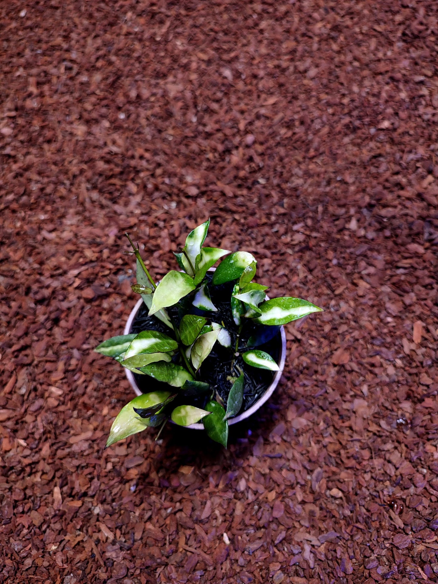 Hoya Lacunosa New Sp Cianjur