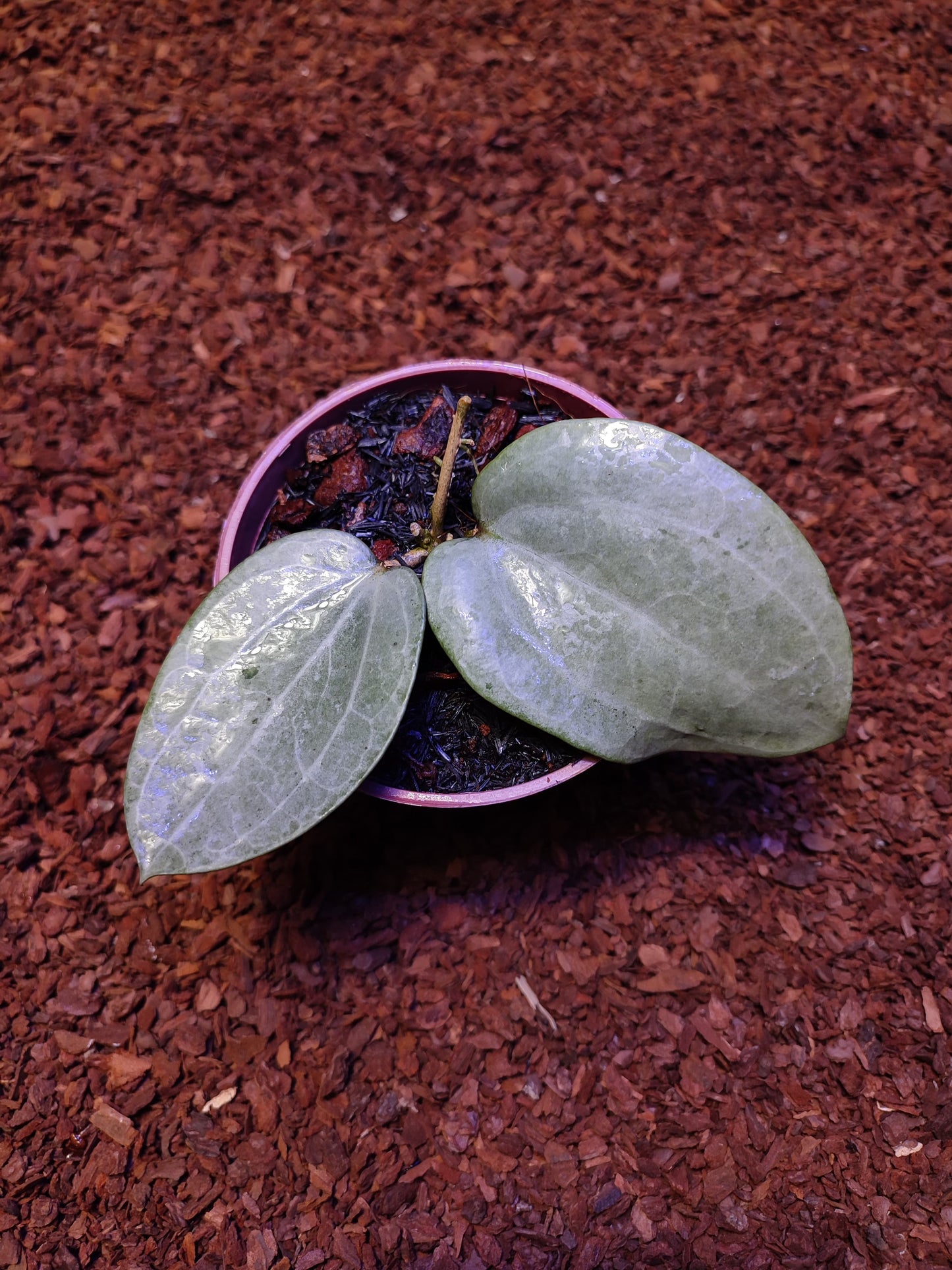 Hoya Latifolia Silver