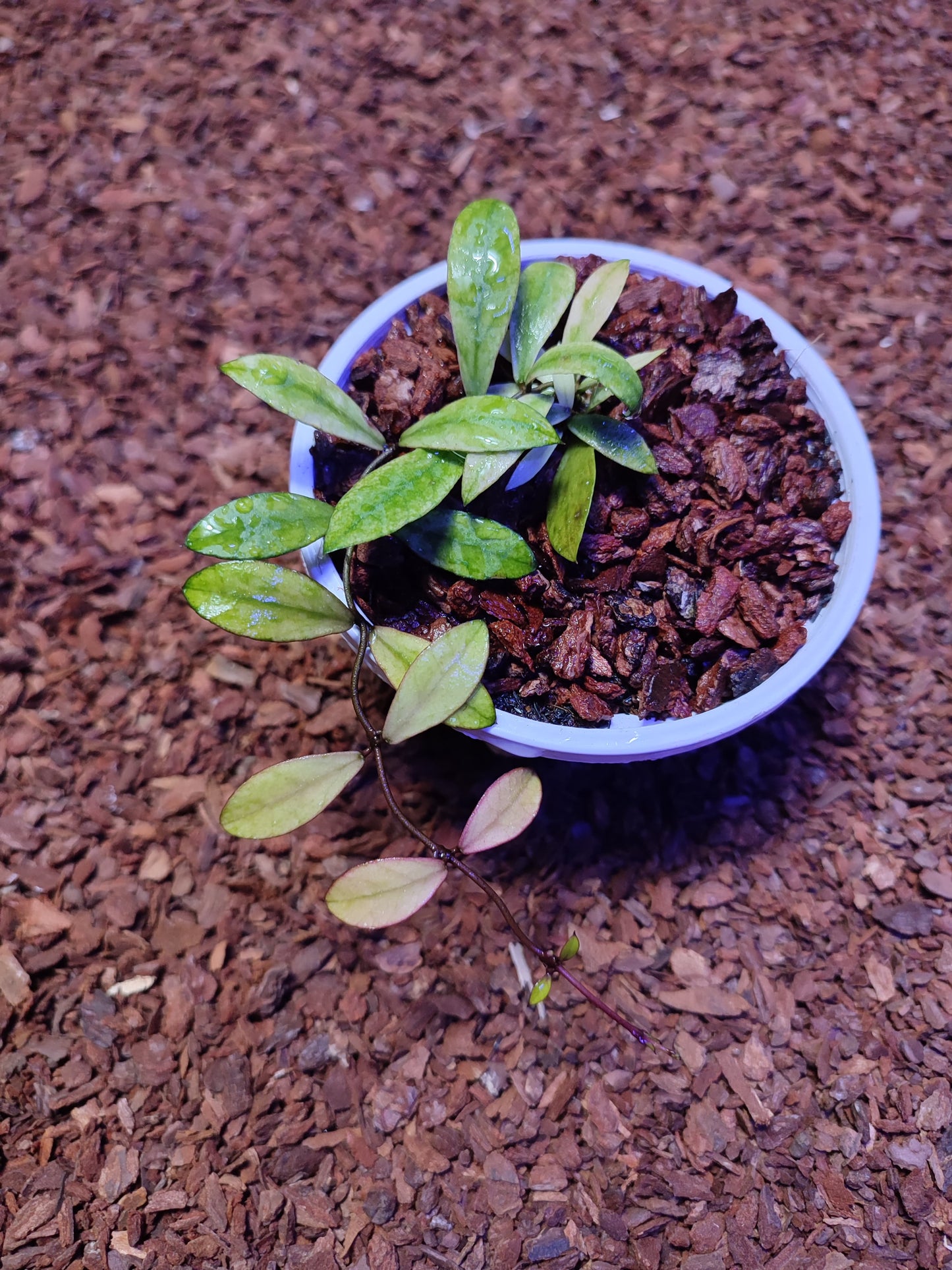 Hoya Sp Mini Kalimantan Var
