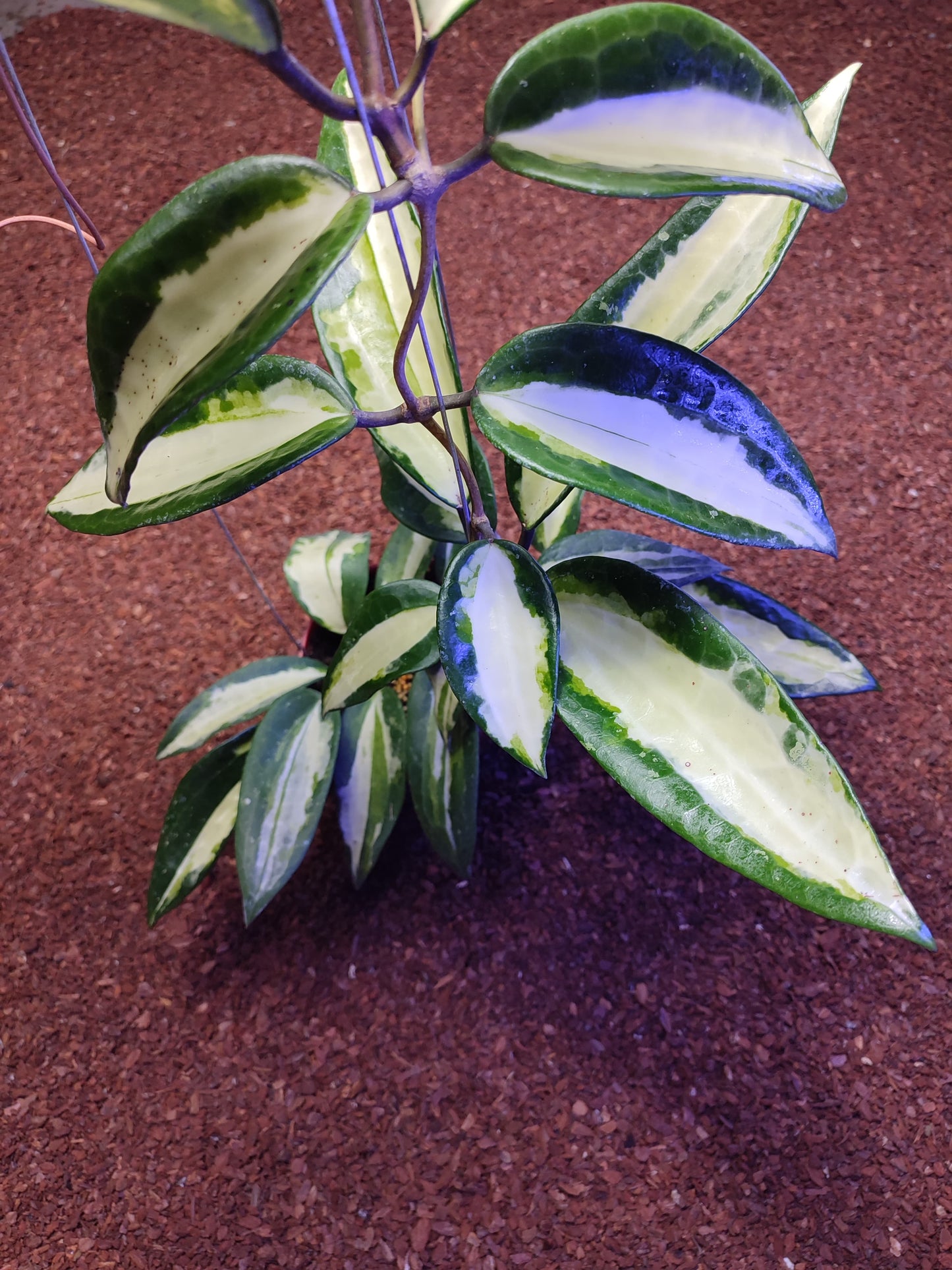 Hoya Macrophylla Queensy