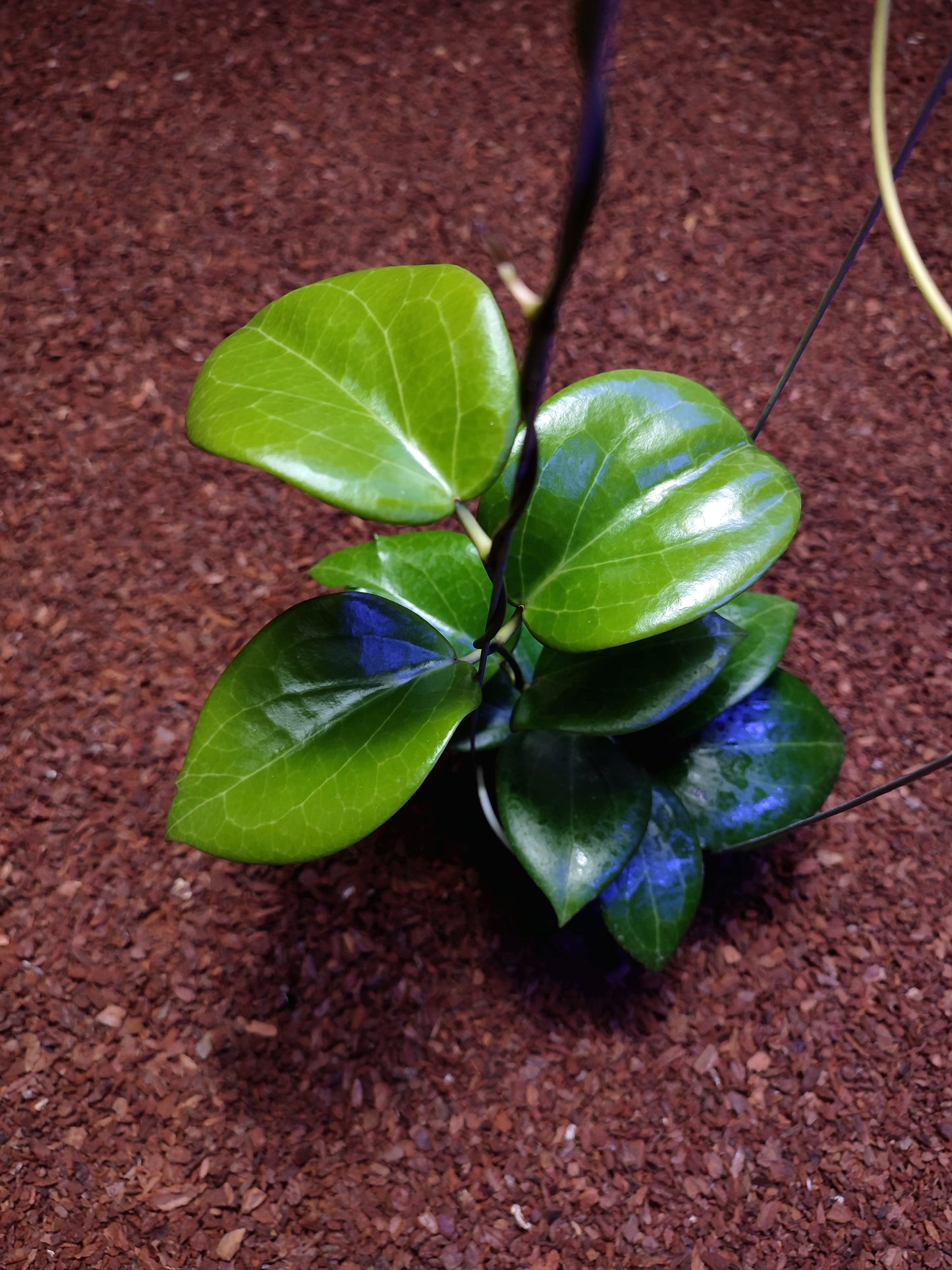 Hoya Surigaoensis