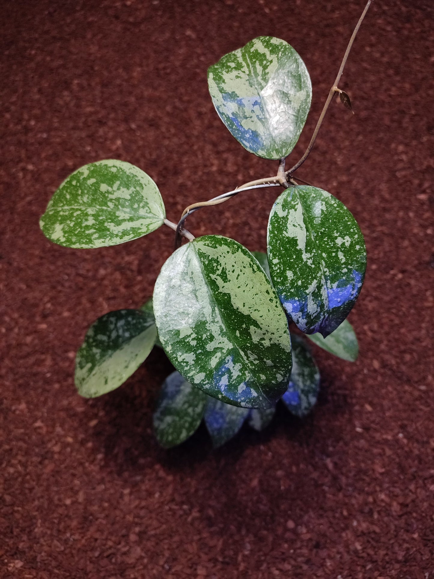 Hoya Sp Nganjuk High Splash