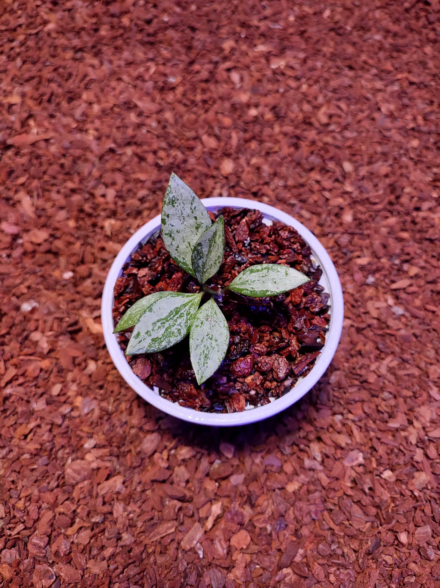 Hoya Sp Cianjur Silver