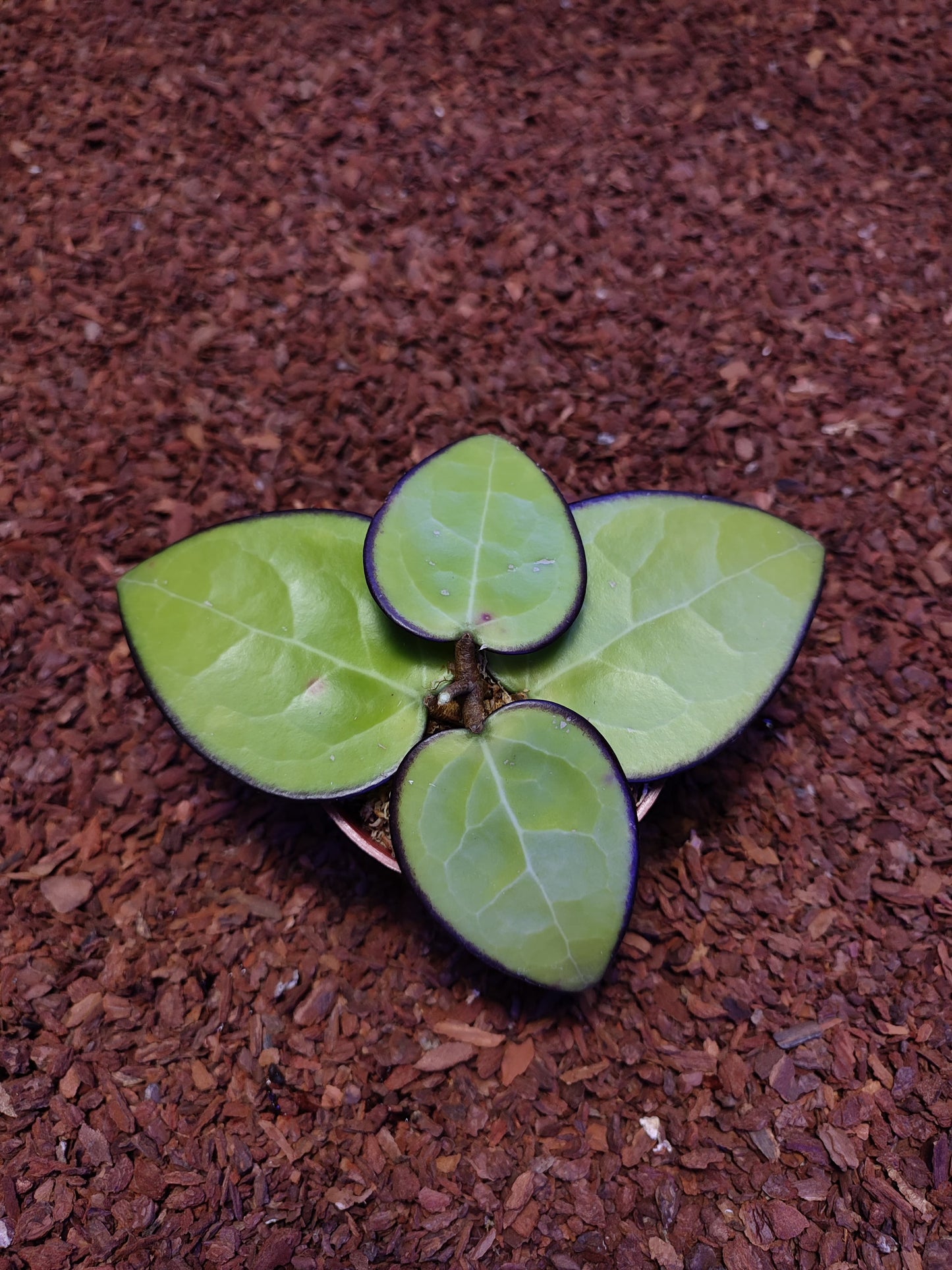 Hoya Vitellina HSL