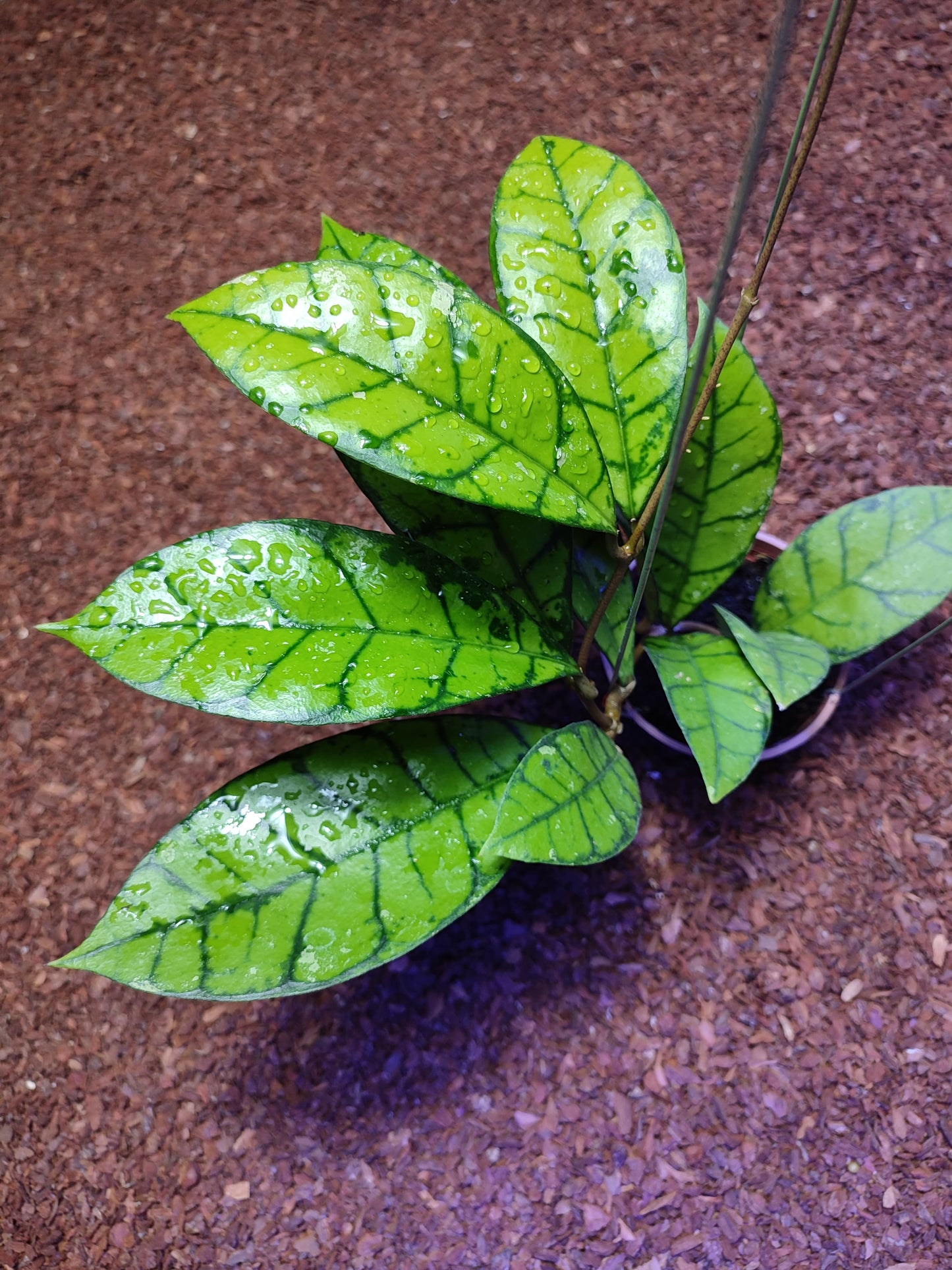 Hoya Calistophylla Sp Tabalong
