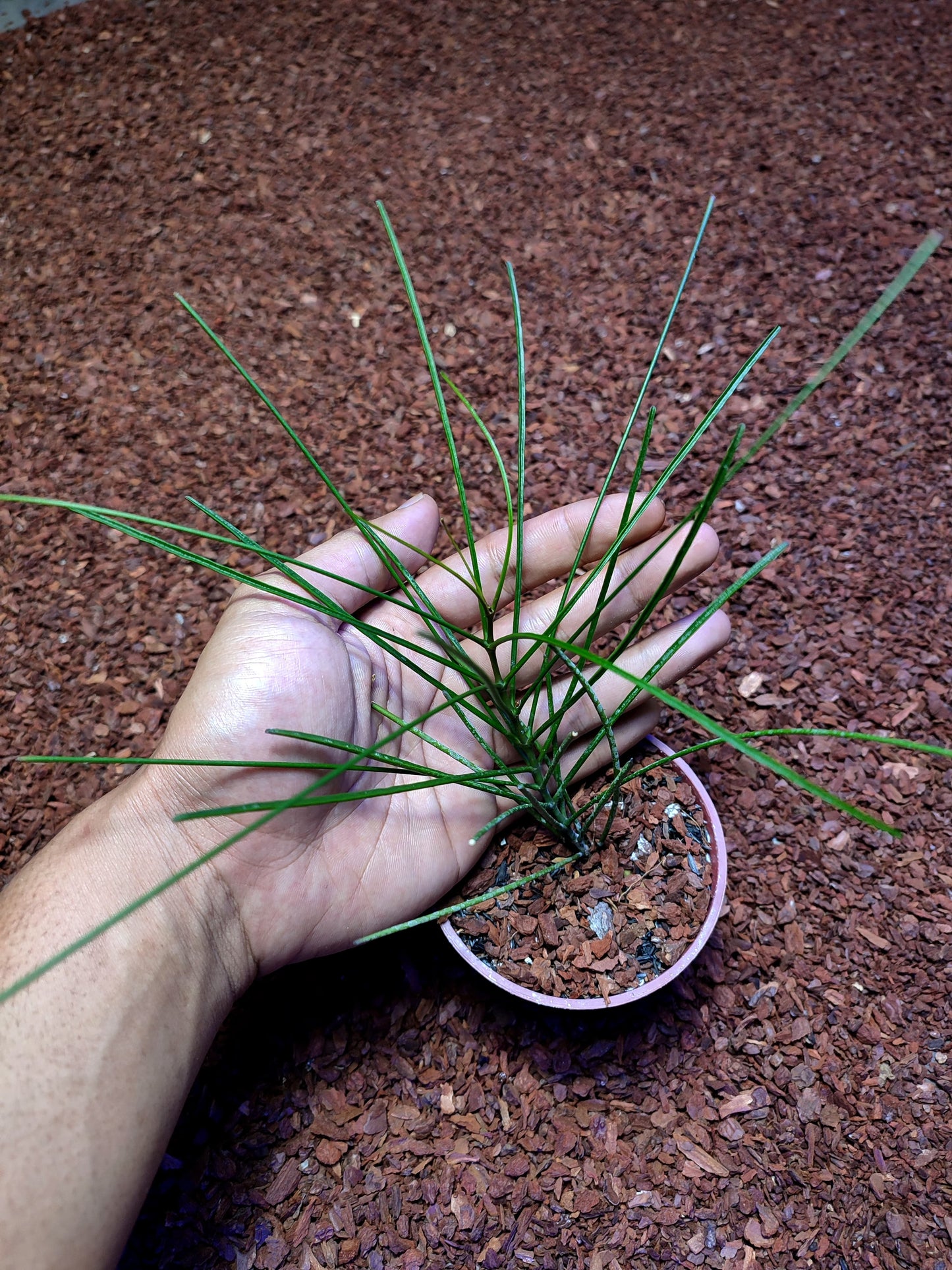 Hoya New Sp Kalimantan (Kapuas)