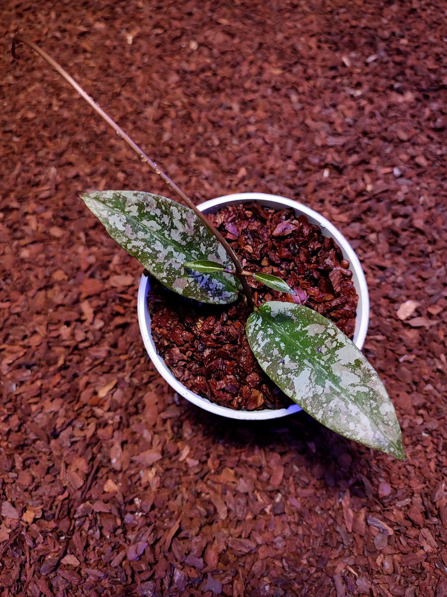 Hoya SLM01 Splash
