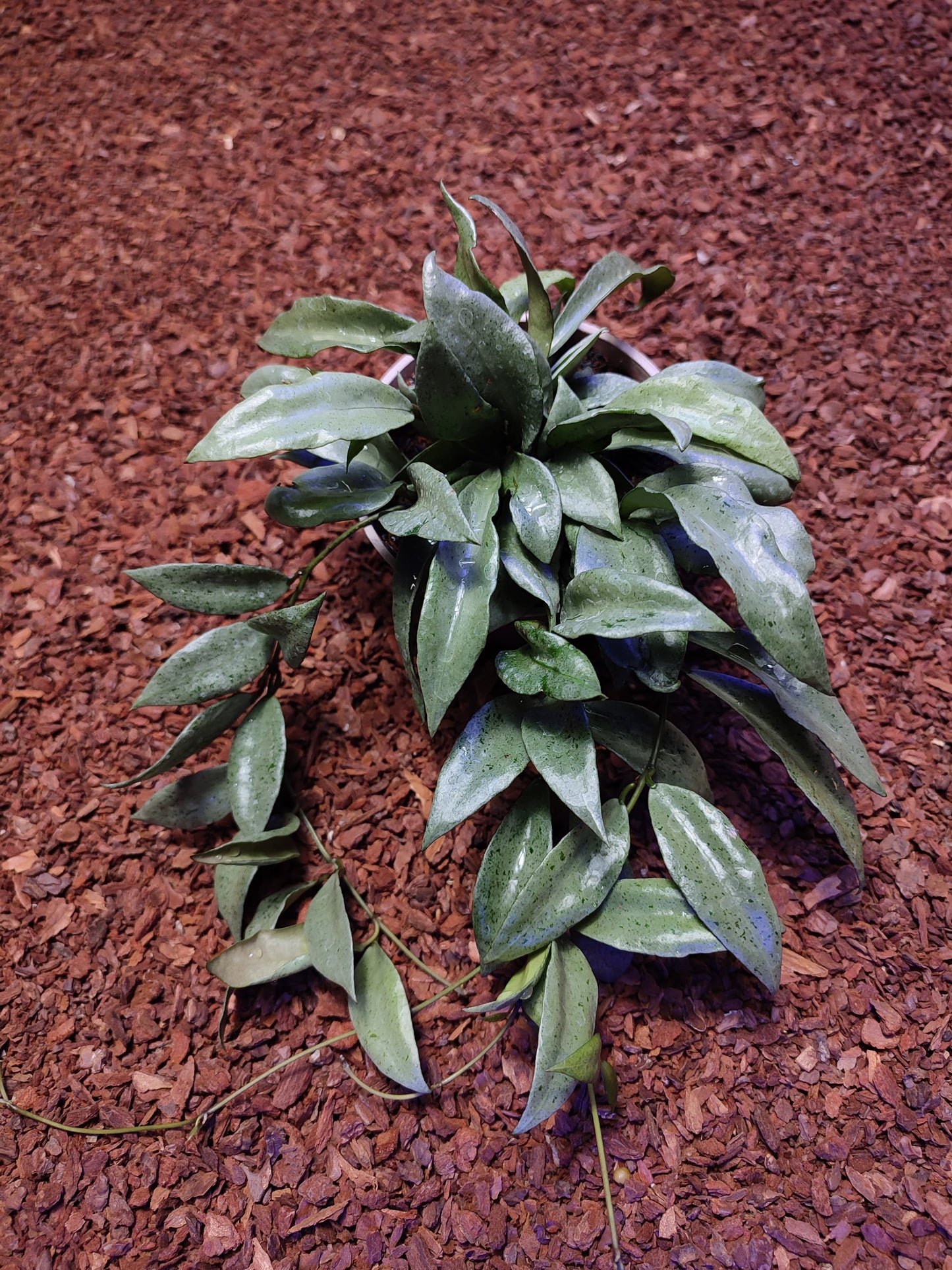 Hoya Lacunosa Silver Silvana