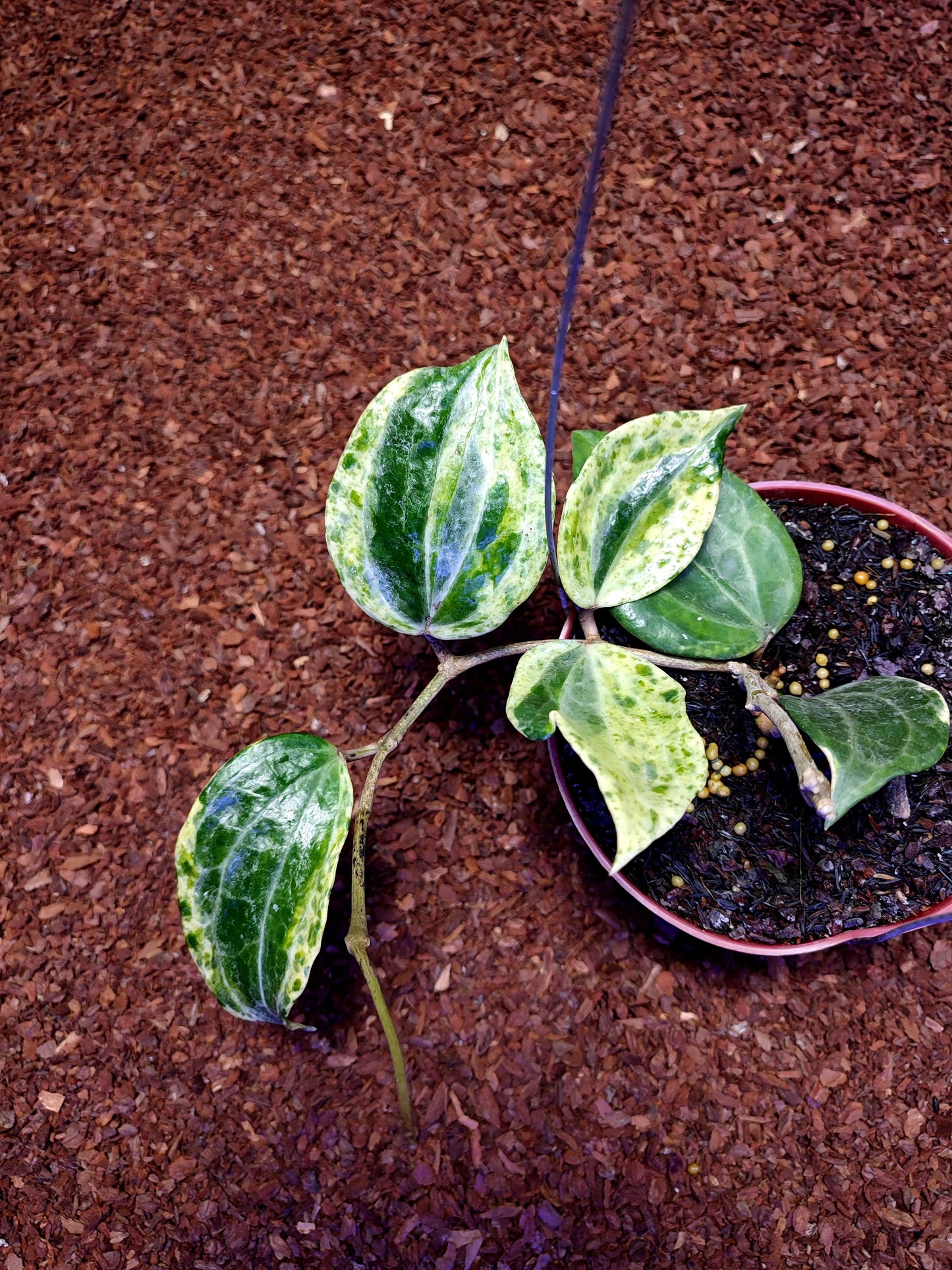 Hoya Macrophylla Peridot