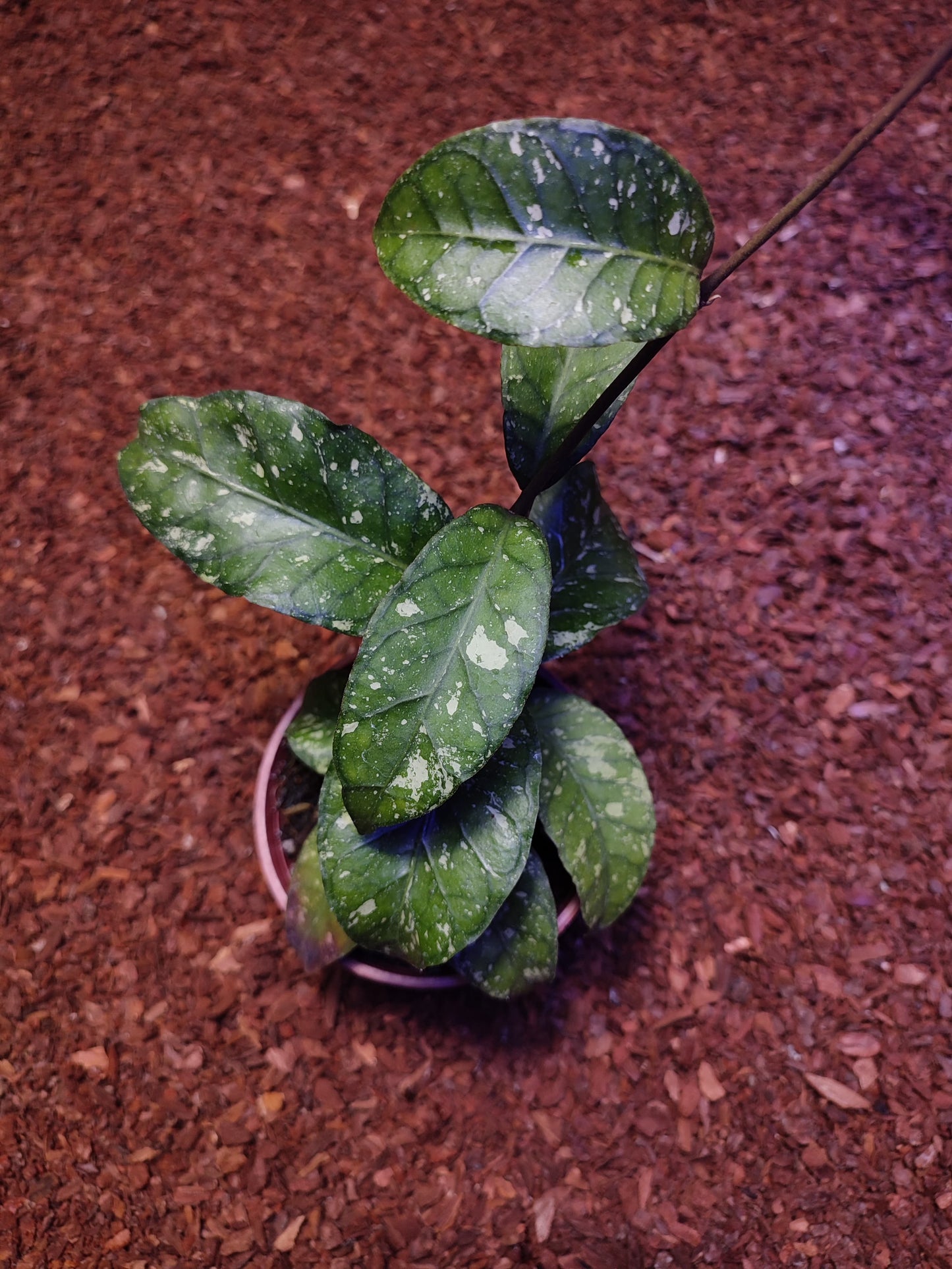 Hoya Sp Aceh Dwarf