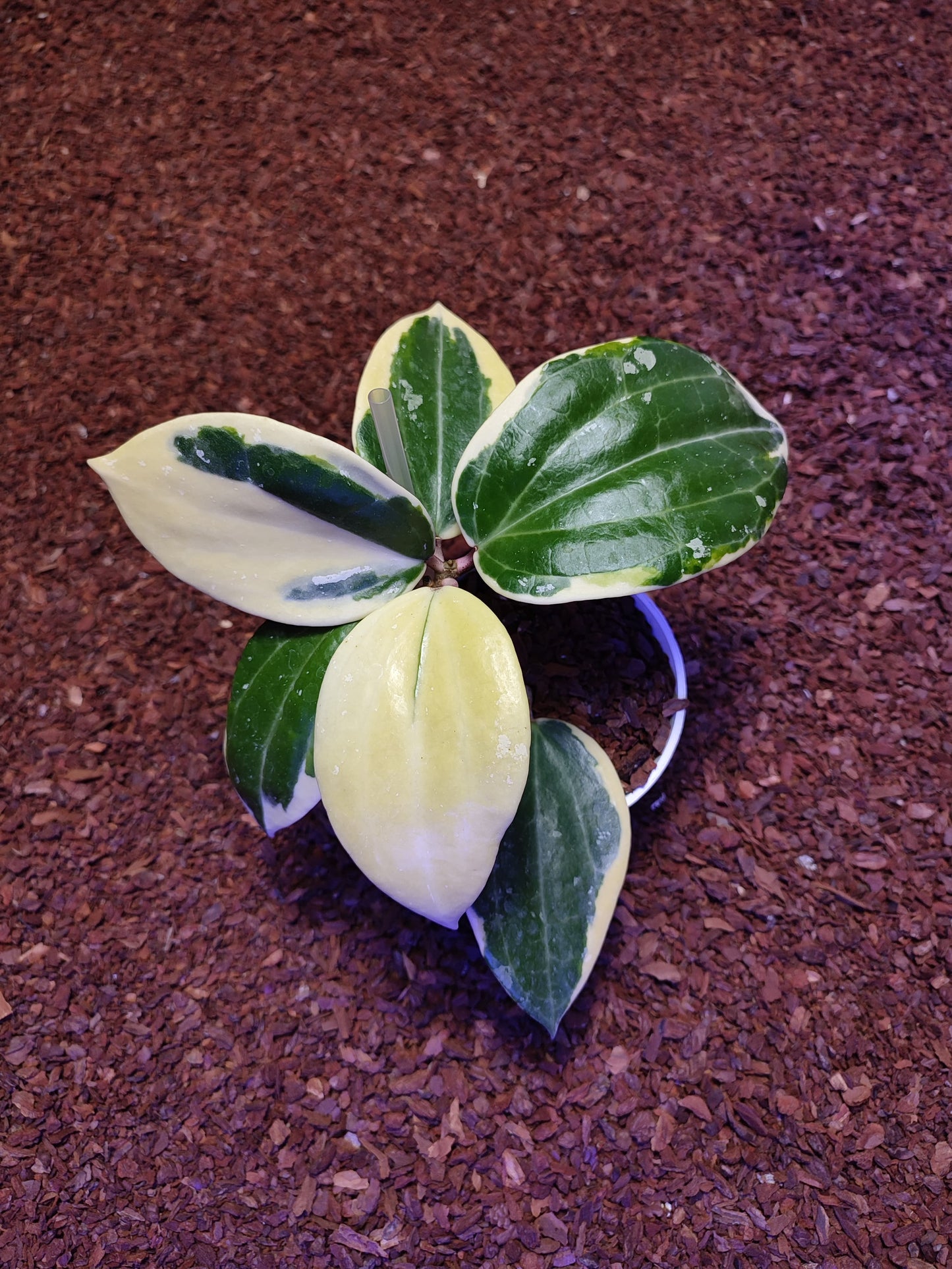 Hoya Latifolia Sp Albomarginata Round Leaf