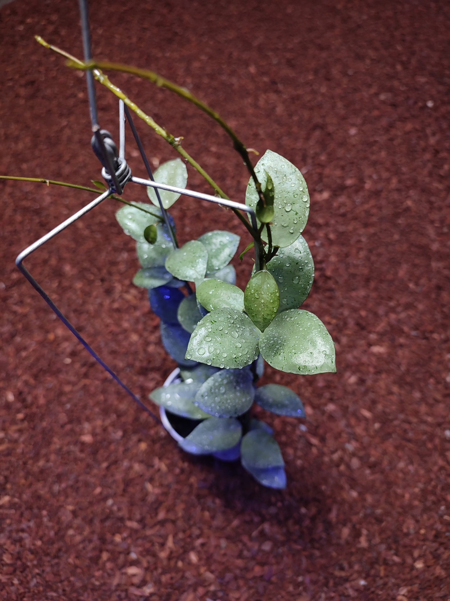 Hoya Silver Mint Coin