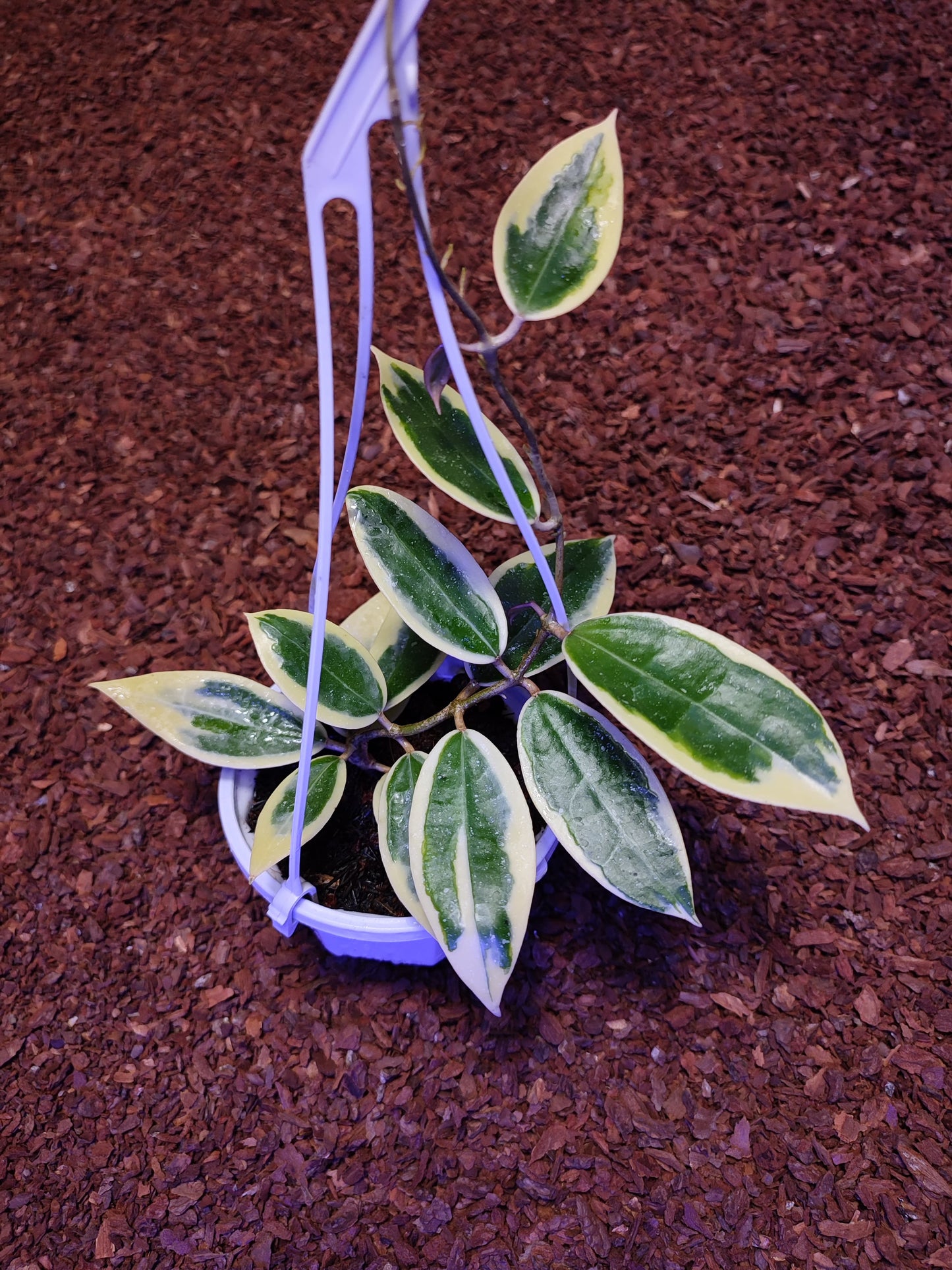 Hoya Verticillata Albomarginata Sp Nganjuk