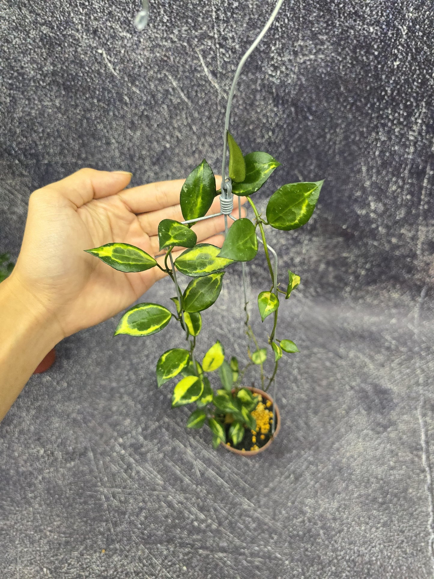 Hoya Lacunosa illumi