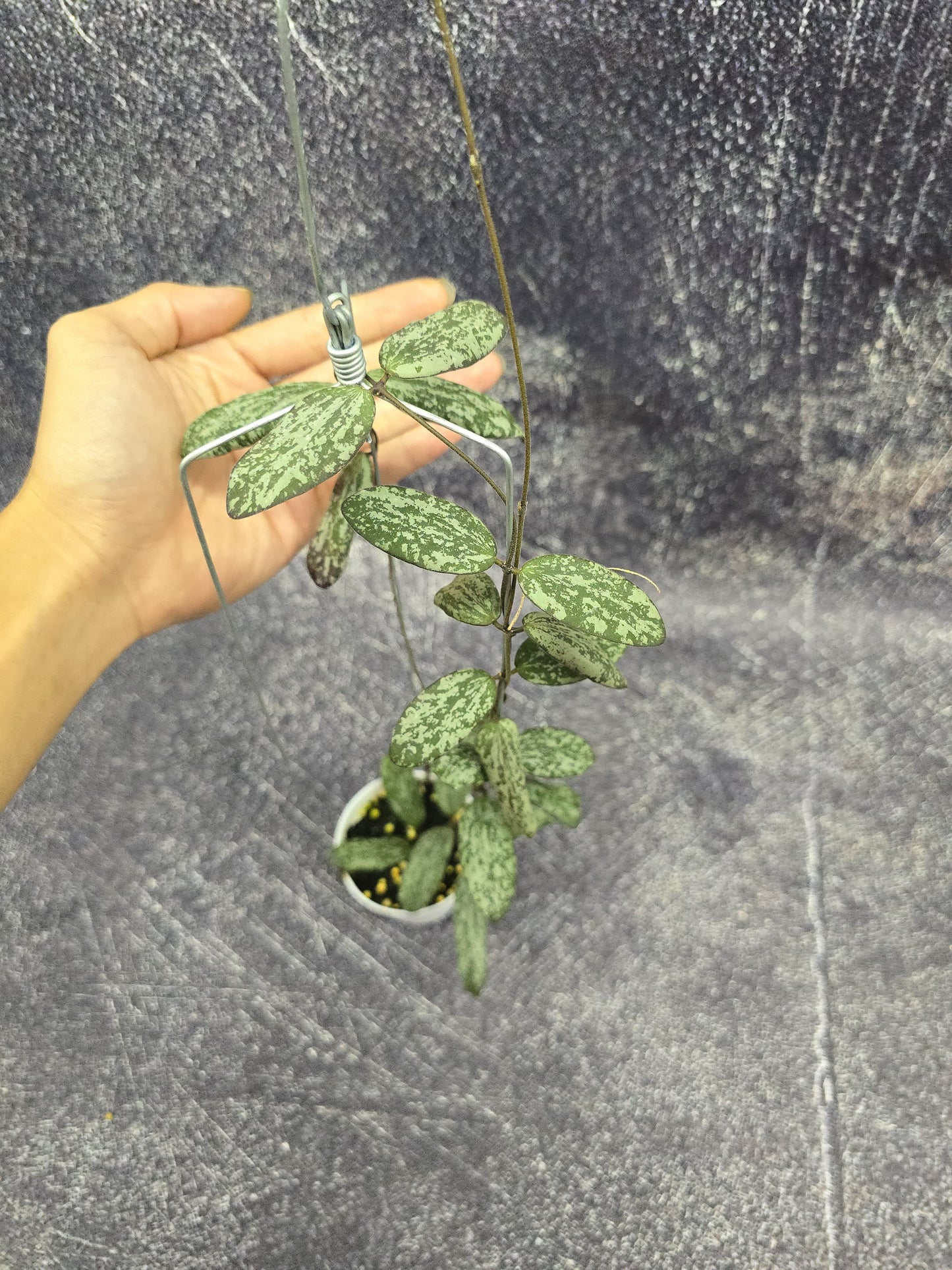 Hoya Sigilatis Borneo