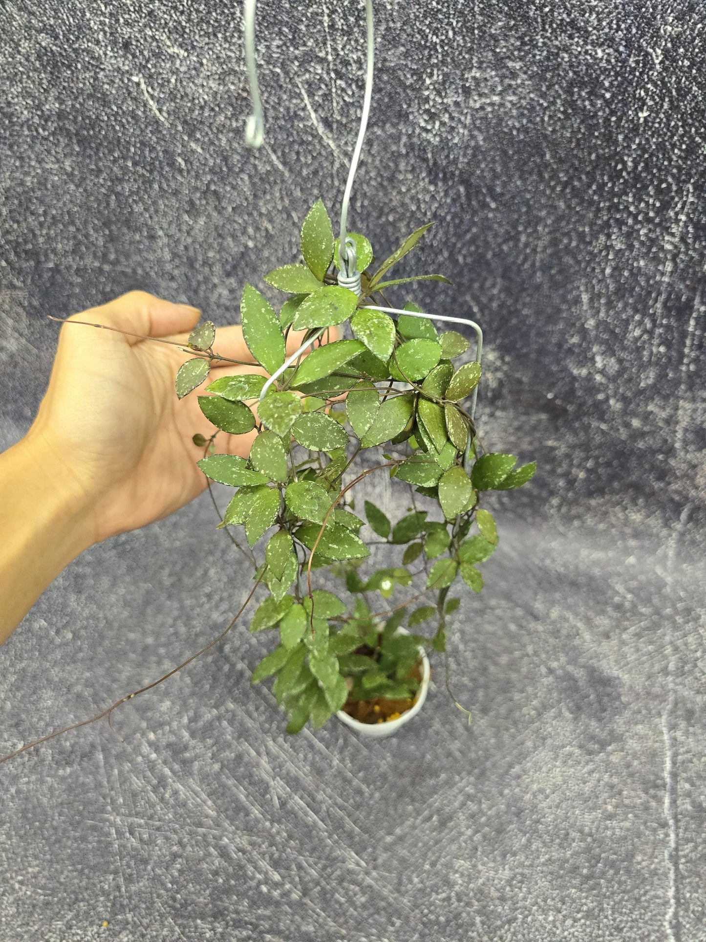 Hoya Sp Mini Kalimantan splash